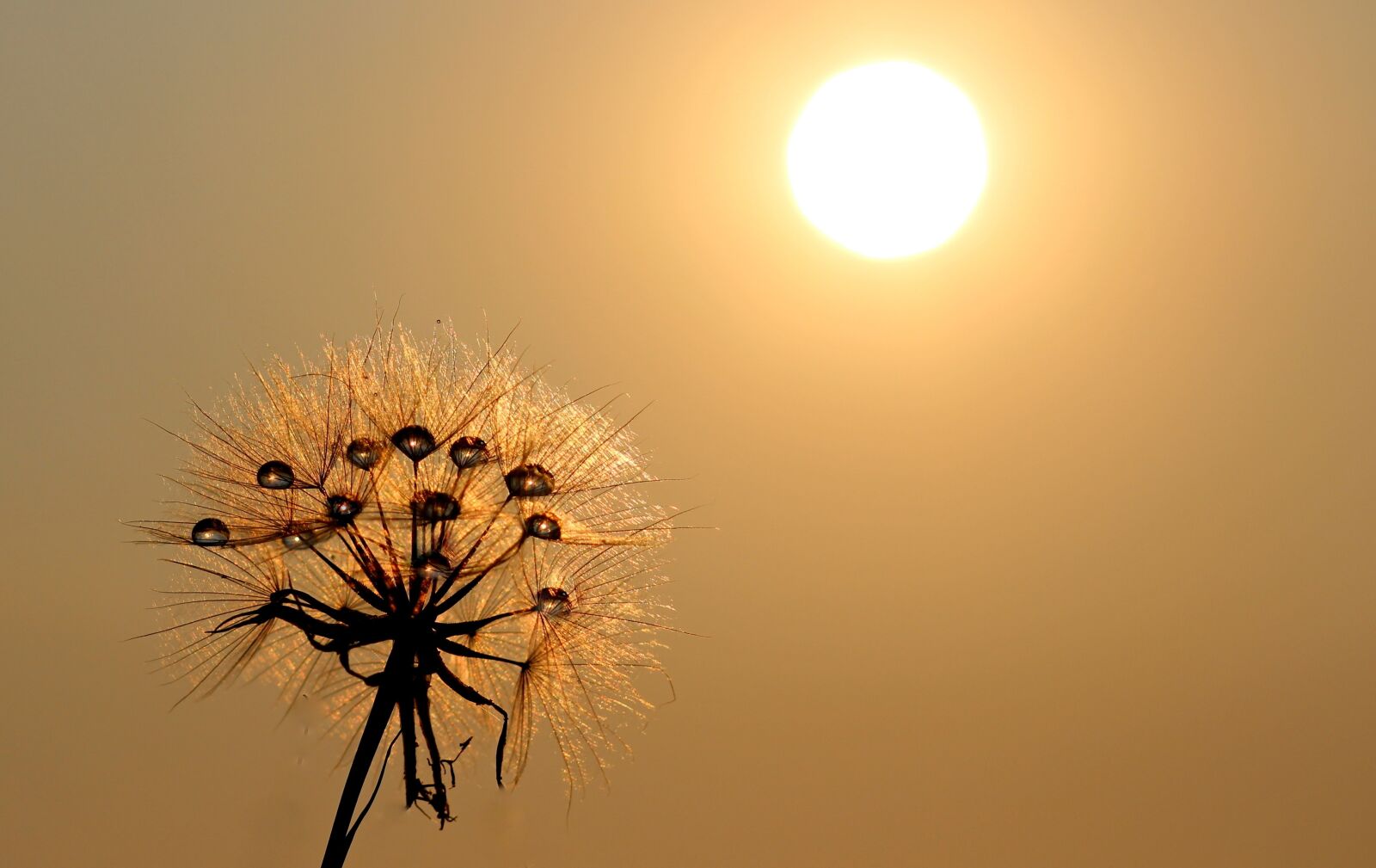 Canon EOS 700D (EOS Rebel T5i / EOS Kiss X7i) + Canon EF 85mm F1.8 USM sample photo. Dandelion, sun, dew photography