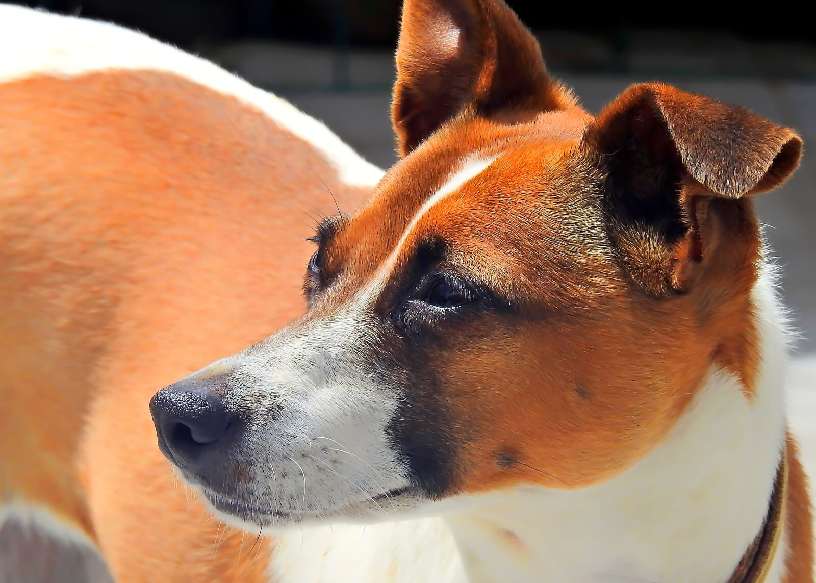 Nikon Coolpix P900 sample photo. Dog, animal, puppy photography