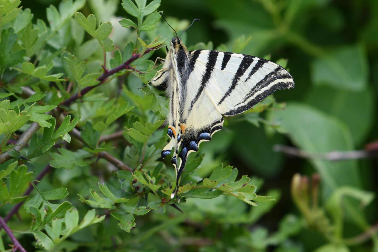 Nikon D500 sample photo. Animals, butterfly, fauna photography