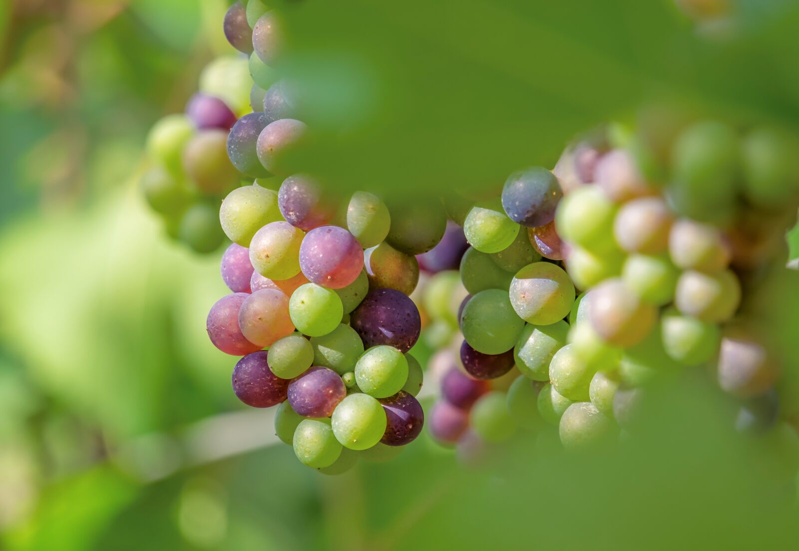 Fujifilm XF 55-200mm F3.5-4.8 R LM OIS sample photo. Grapes, fruit, immature photography