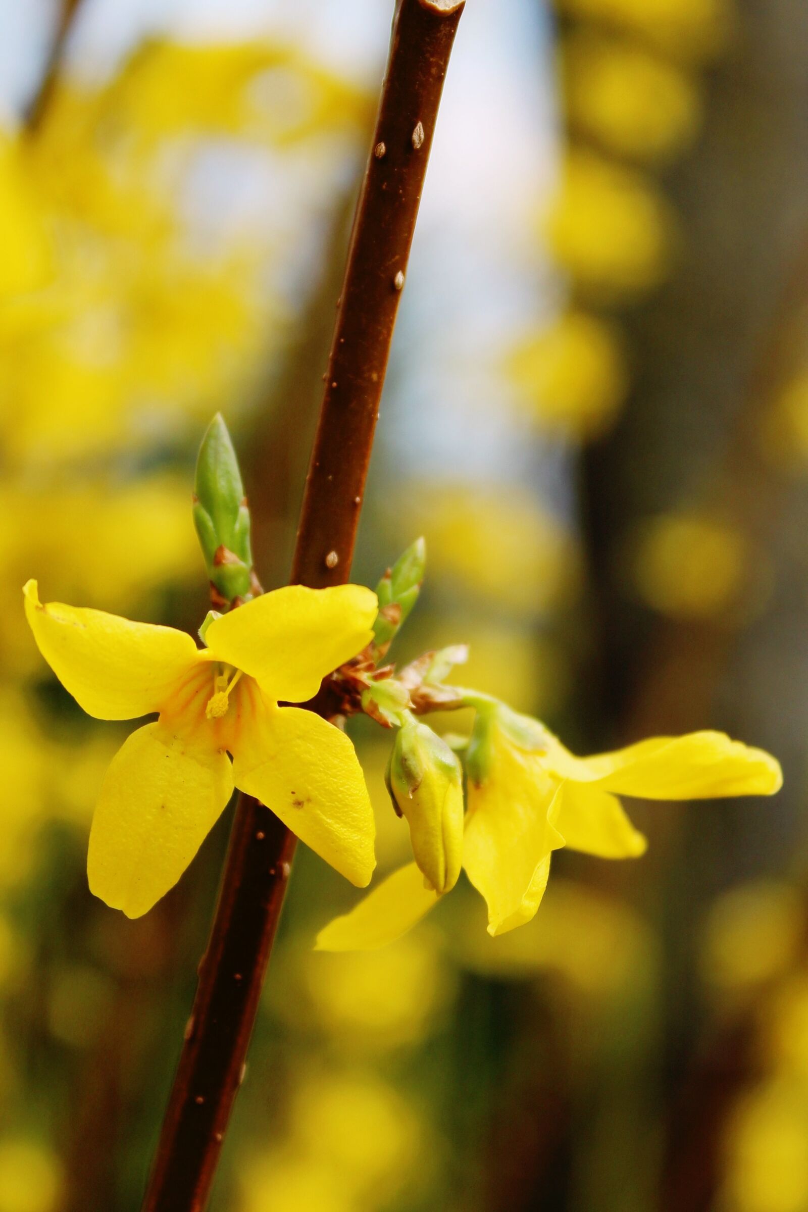 Canon EOS 1200D (EOS Rebel T5 / EOS Kiss X70 / EOS Hi) sample photo. Gold shrub, easter bush photography