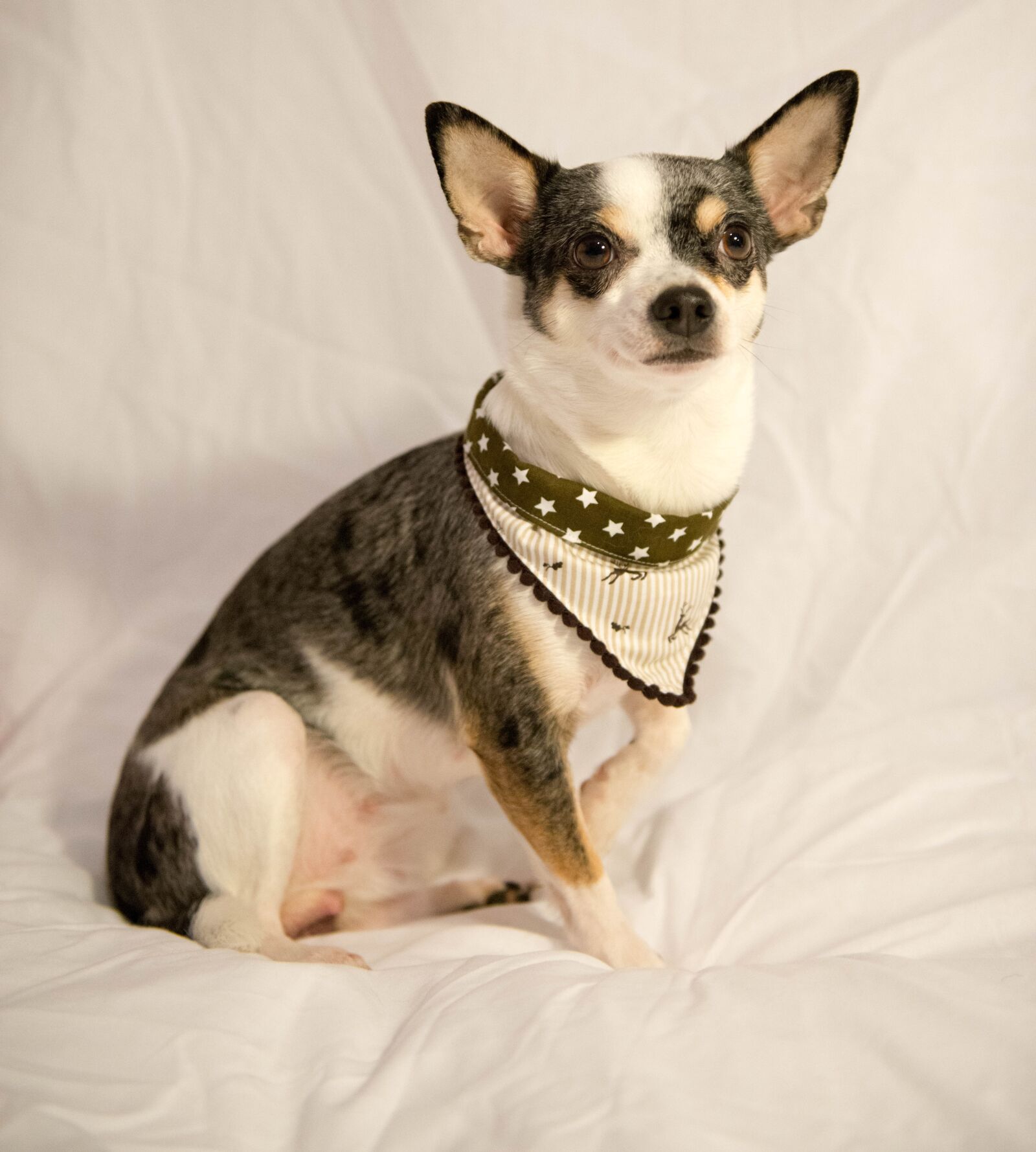 Nikon D800 sample photo. Dog, small dog, pet photography