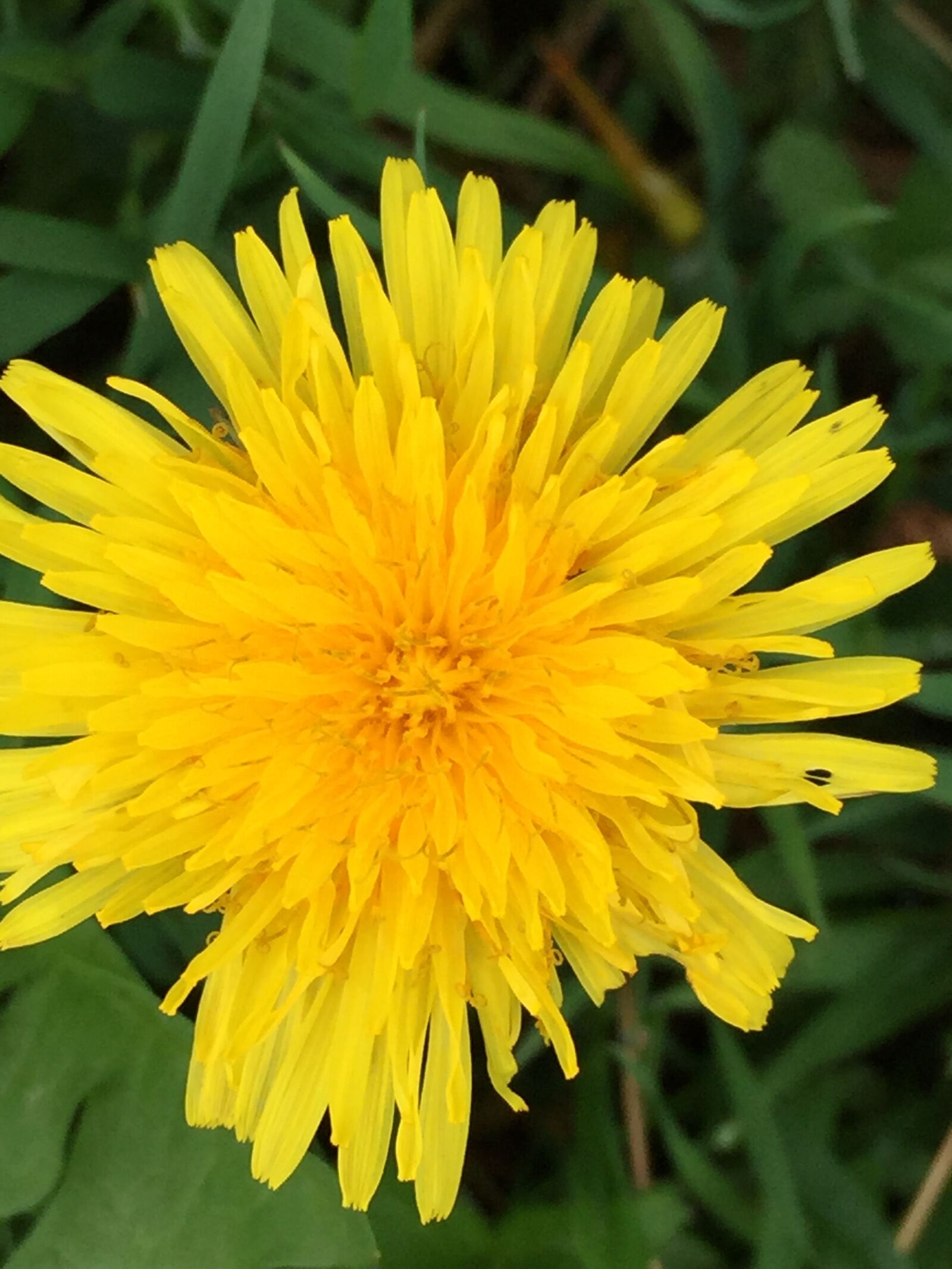 Apple iPhone 6 sample photo. Blossom, bloom, dandelion photography