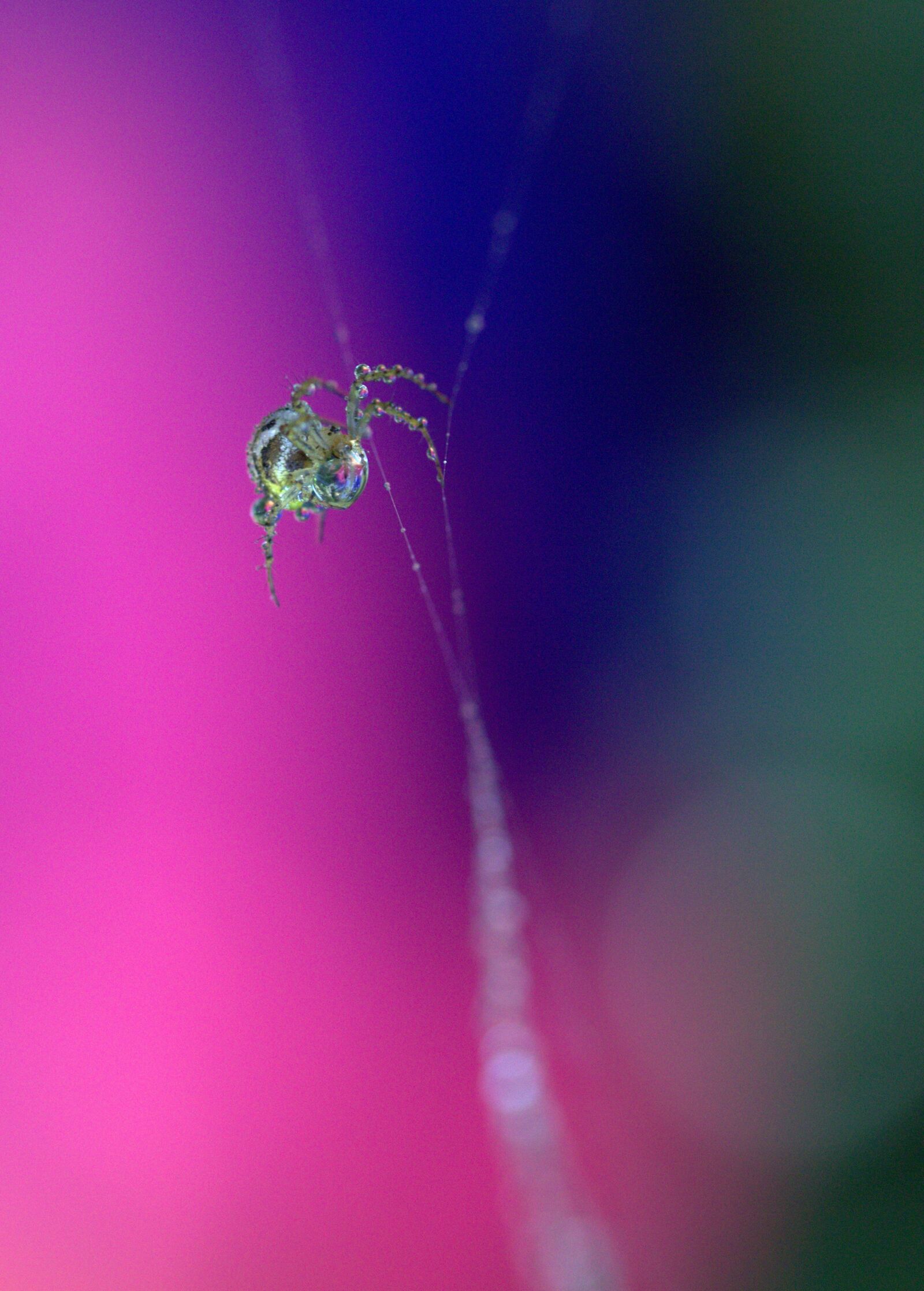 Canon EF-S 60mm F2.8 Macro USM sample photo. Spider, spider web, drops photography