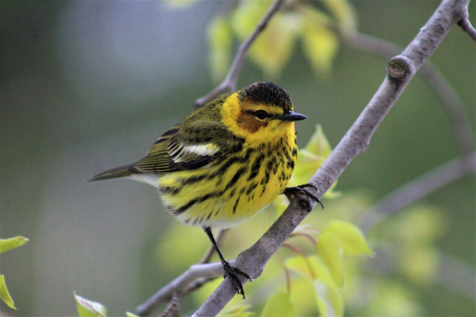 Canon EOS 1200D (EOS Rebel T5 / EOS Kiss X70 / EOS Hi) + Canon EF75-300mm f/4-5.6 sample photo. Cape may warbler, birds photography
