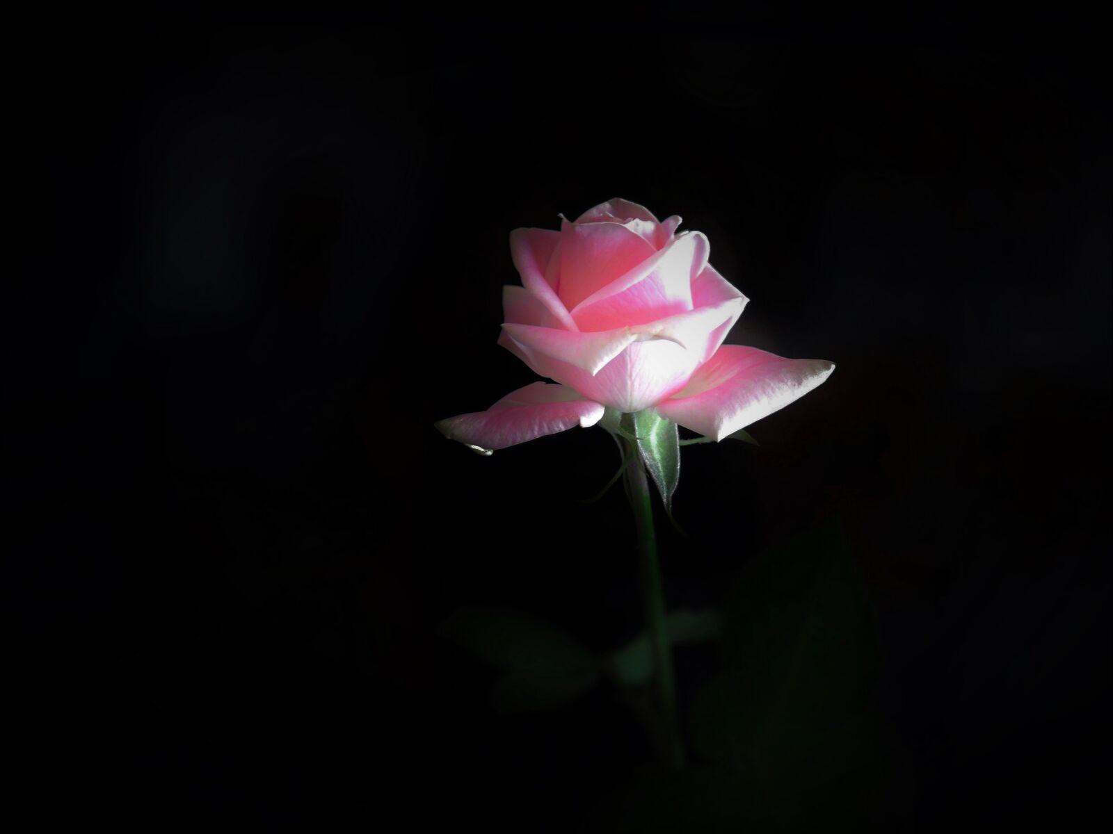 Nikon Coolpix P340 sample photo. Pink flower, pink, birthday photography