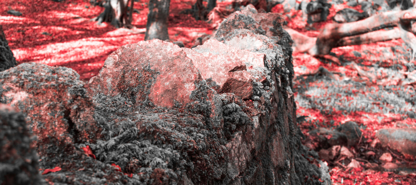 Nikon D3200 sample photo. Autumn, crimson, forest, galway photography