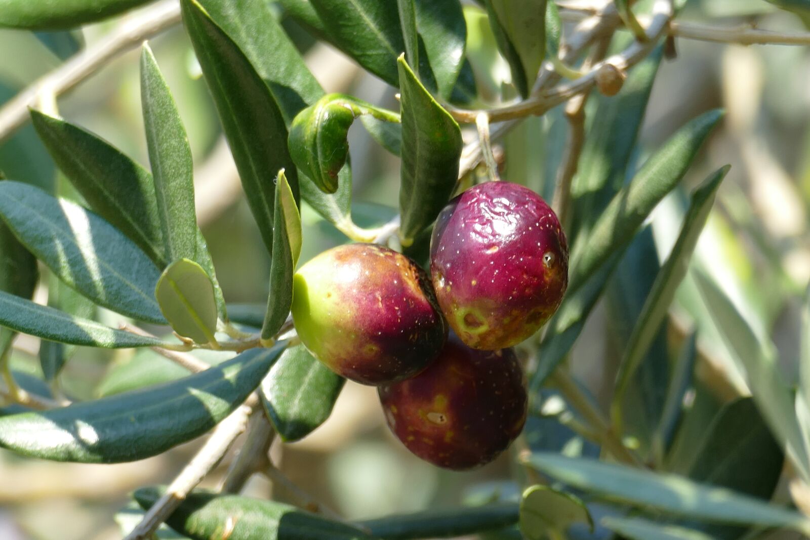 Panasonic Lumix DMC-FZ1000 sample photo. Olive, olive tree, mediterranean photography