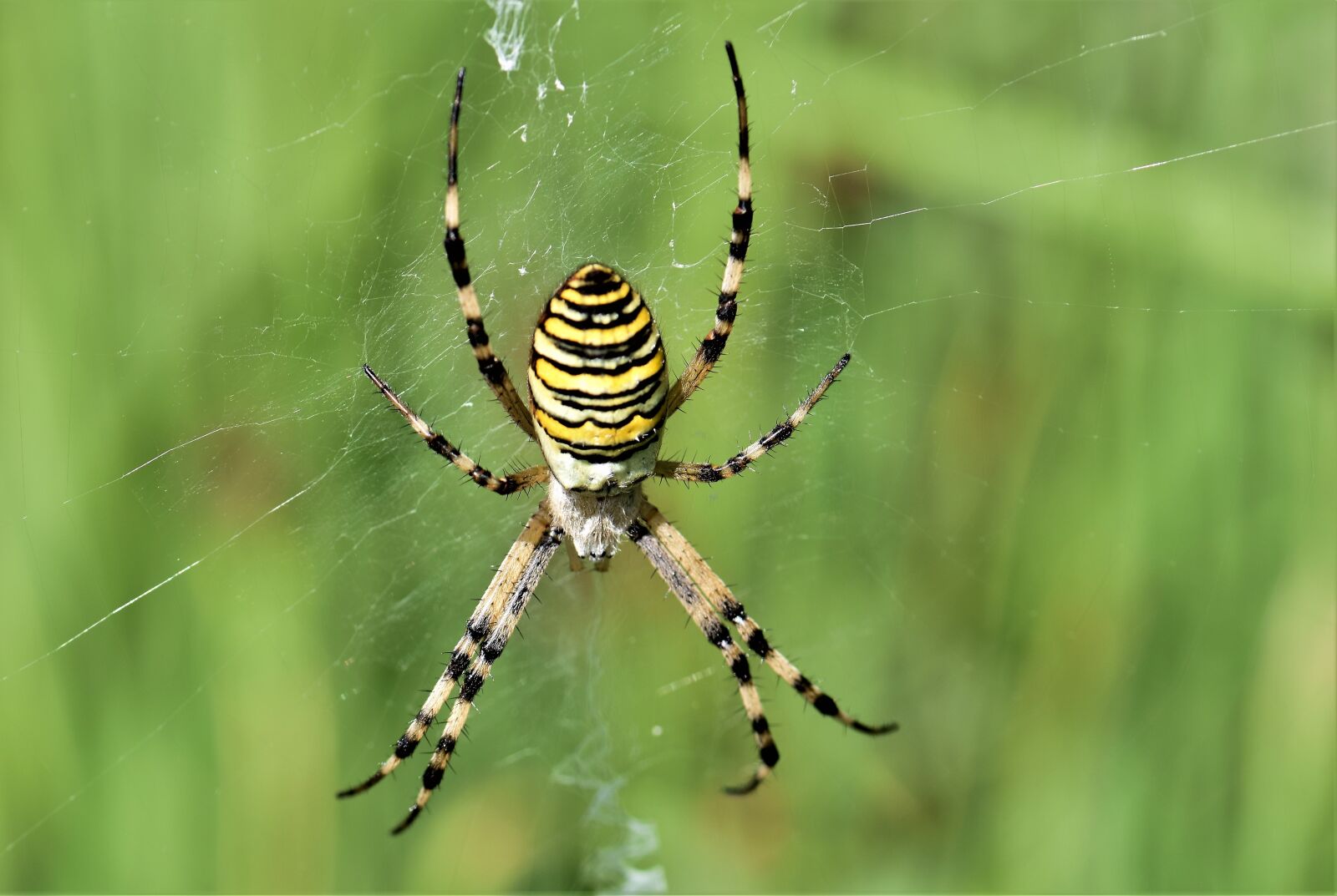 Nikon D5500 sample photo. Wasp spider, spider, black photography