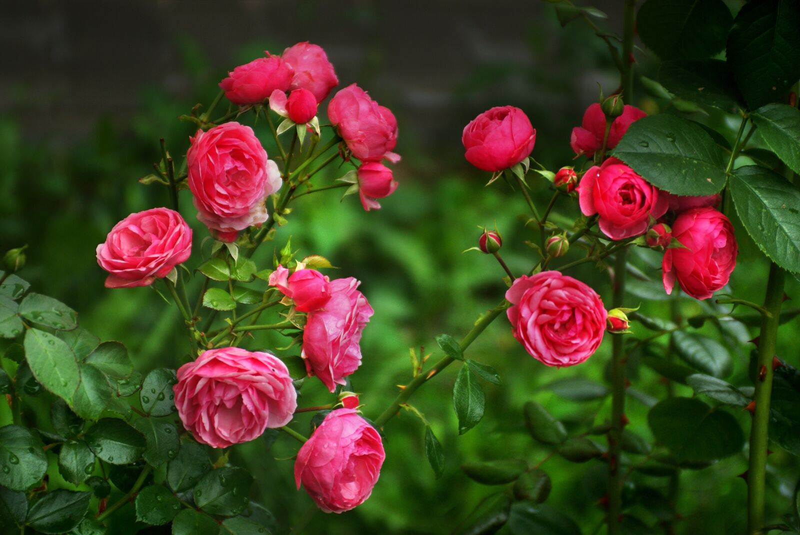 Sony Alpha DSLR-A200 sample photo. Author, skibka, photo photography