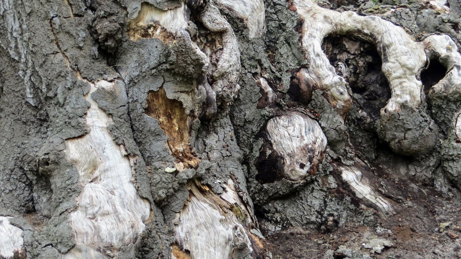 Canon PowerShot SX240 HS sample photo. Tree, tree roots, ver photography