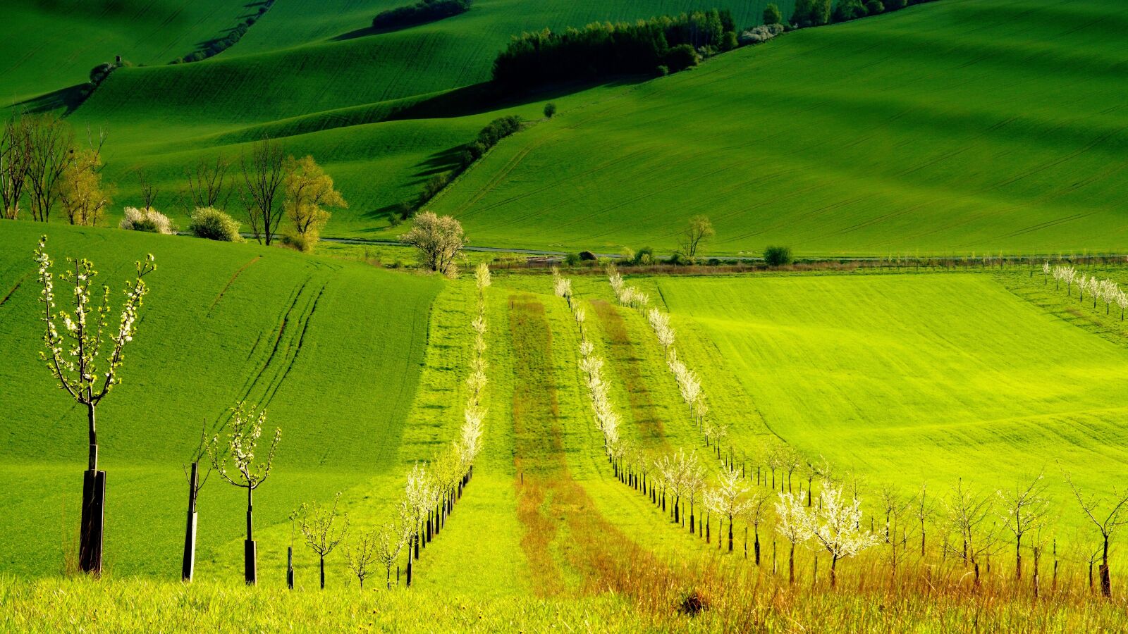 Sony ILCA-77M2 sample photo. Spring, green, trees photography