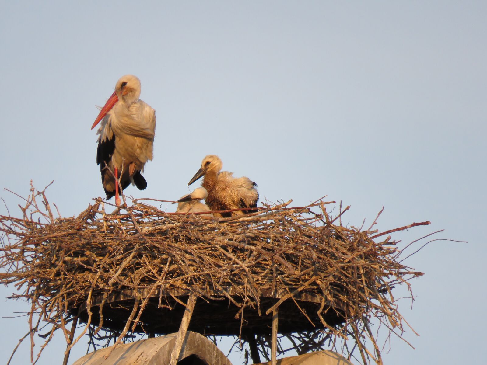 Canon PowerShot SX60 HS sample photo. Störche, nest, tiere photography