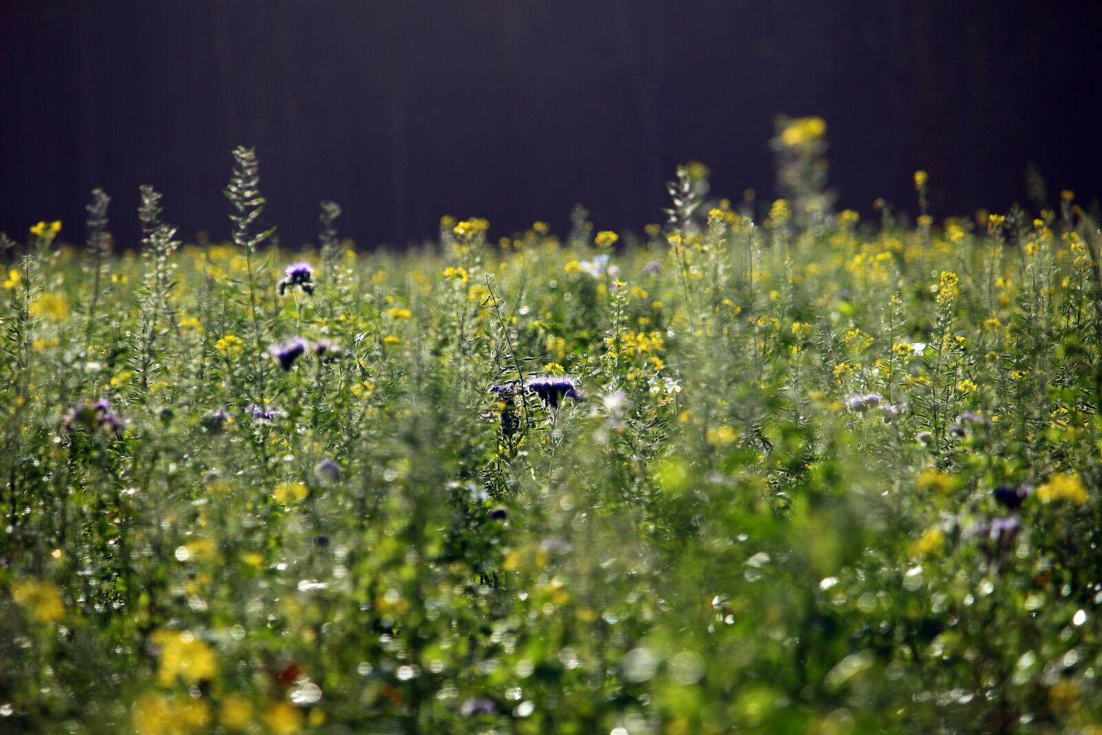 Canon EOS 100D (EOS Rebel SL1 / EOS Kiss X7) sample photo. Flowers, bees, mustard photography