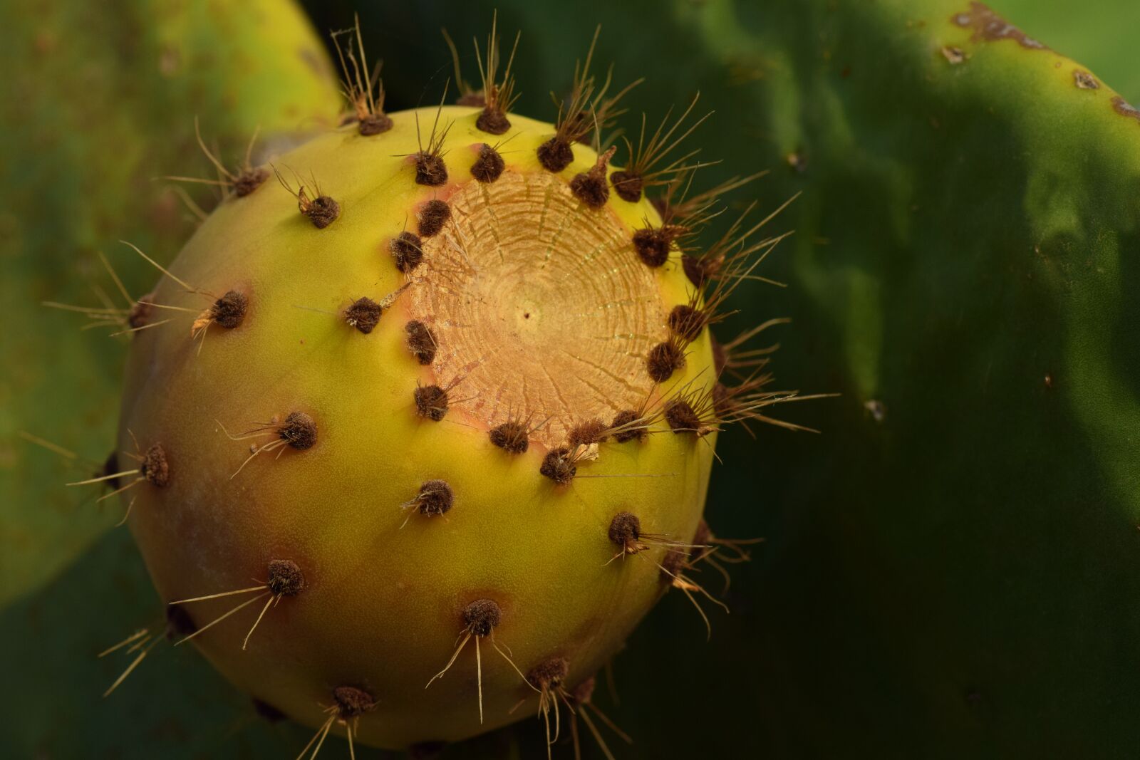 Nikon D3300 sample photo. Cactus, prickly pear, fruit photography