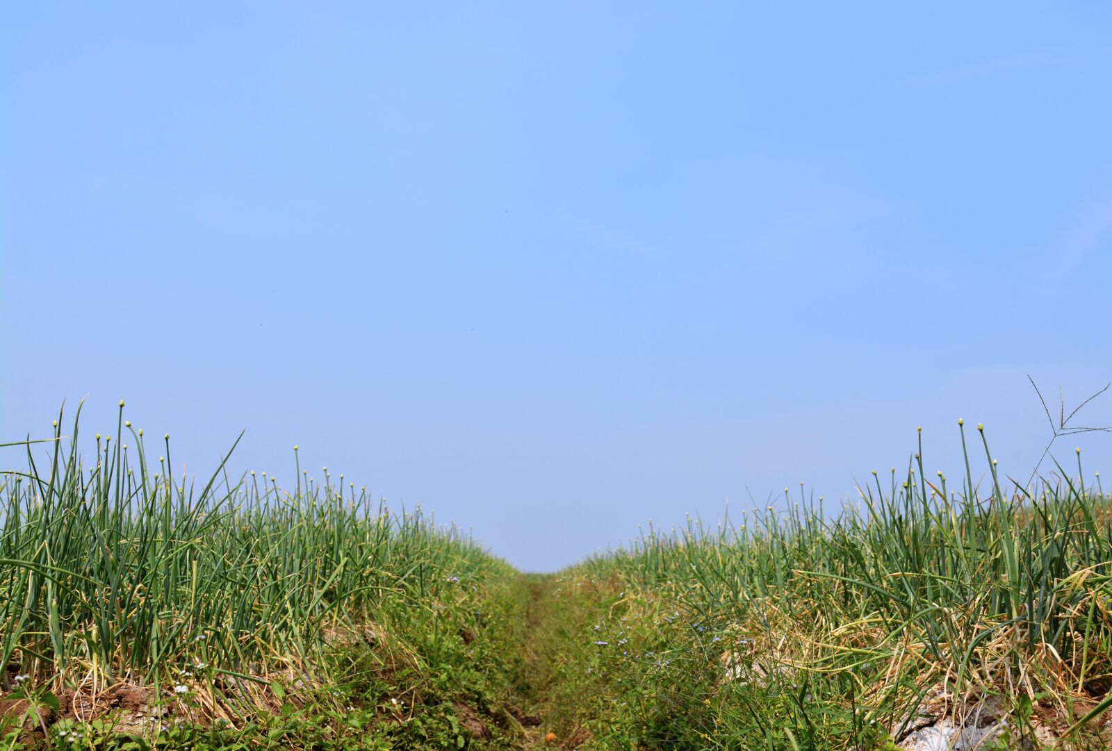 Nikon D5200 sample photo. Grass, sky, green photography