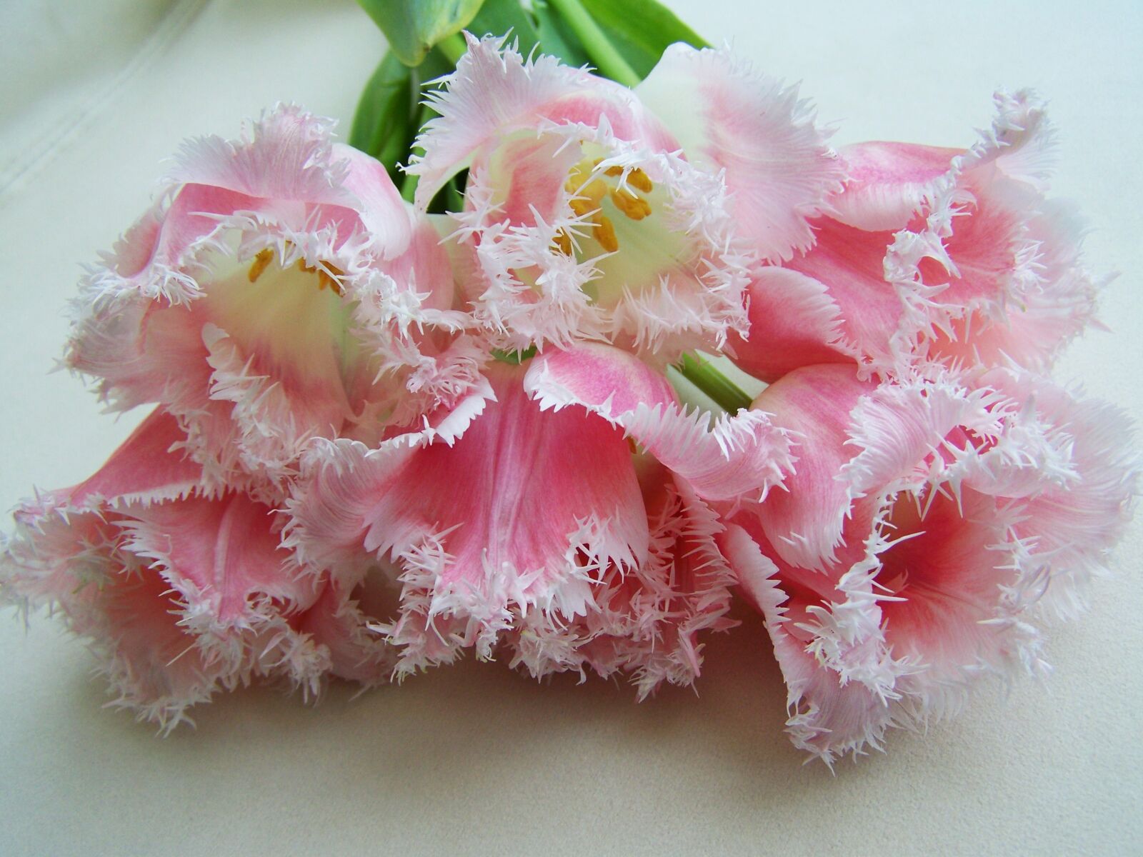 Kodak EASYSHARE ZD710 ZOOM DIGITAL CAMERA sample photo. Tulip bouquet, pale pink photography