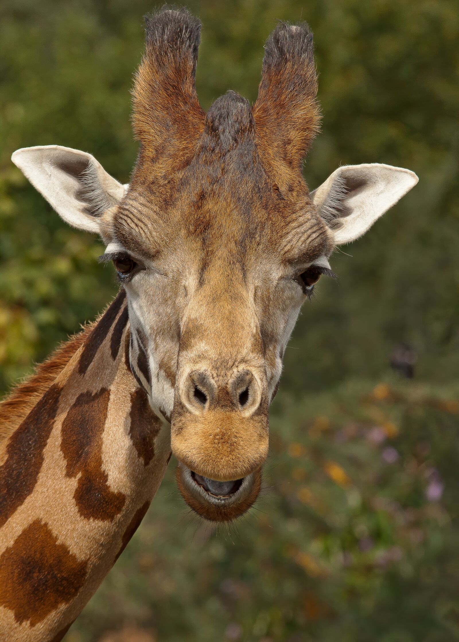 Canon EOS 50D sample photo. Giraffe, head, africa photography