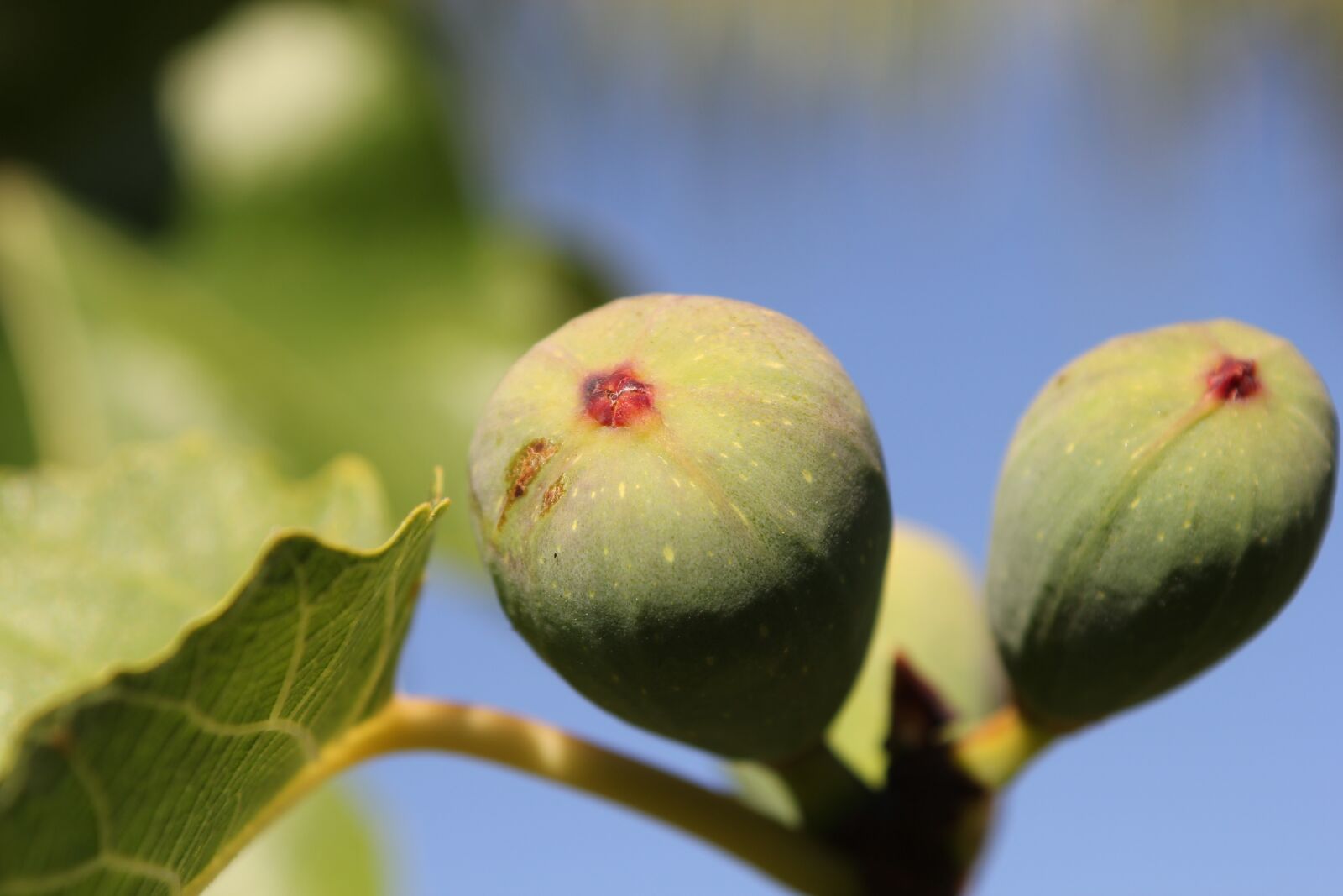 Canon EOS 60D sample photo. Fig, tree, green photography