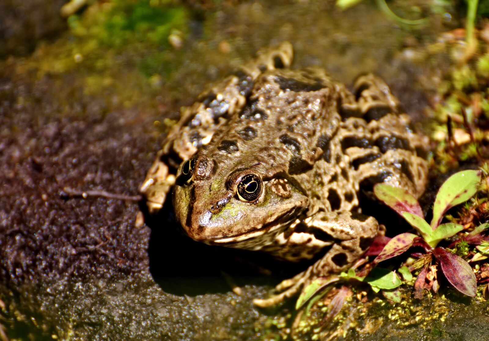 Nikon D7200 sample photo. Frog, pond, animal photography