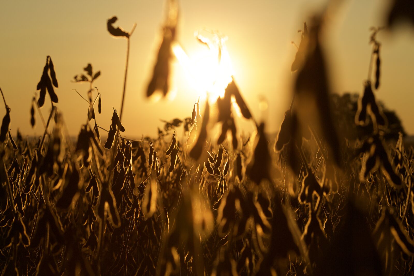 Canon EF75-300mm f/4-5.6 sample photo. Soy, farm, soybean photography