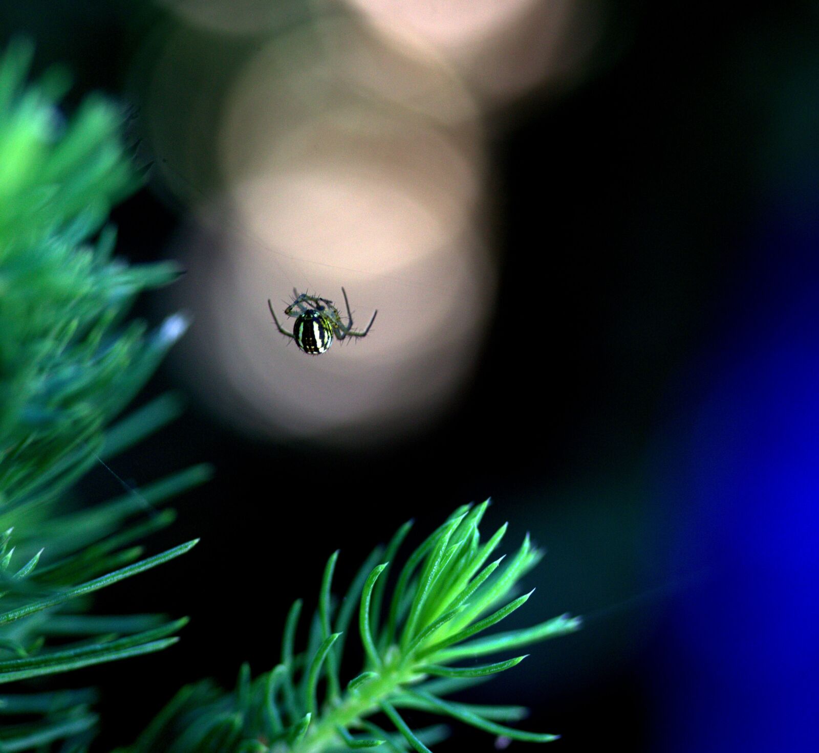 Canon EF-S 60mm F2.8 Macro USM sample photo. Spider, spider web, hooked photography