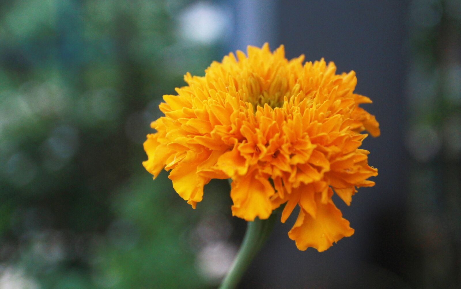 Canon EOS 7D + Canon EF 17-40mm F4L USM sample photo. Flower marigold, yellow, vietnam photography