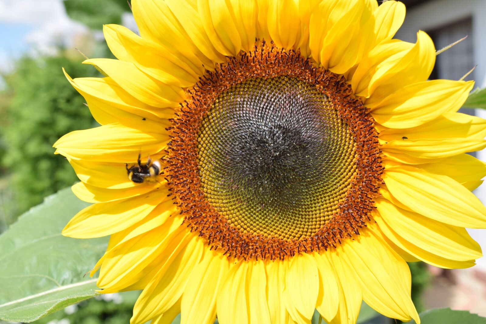 Nikon D3300 sample photo. Sunflower, summer, beautiful photography