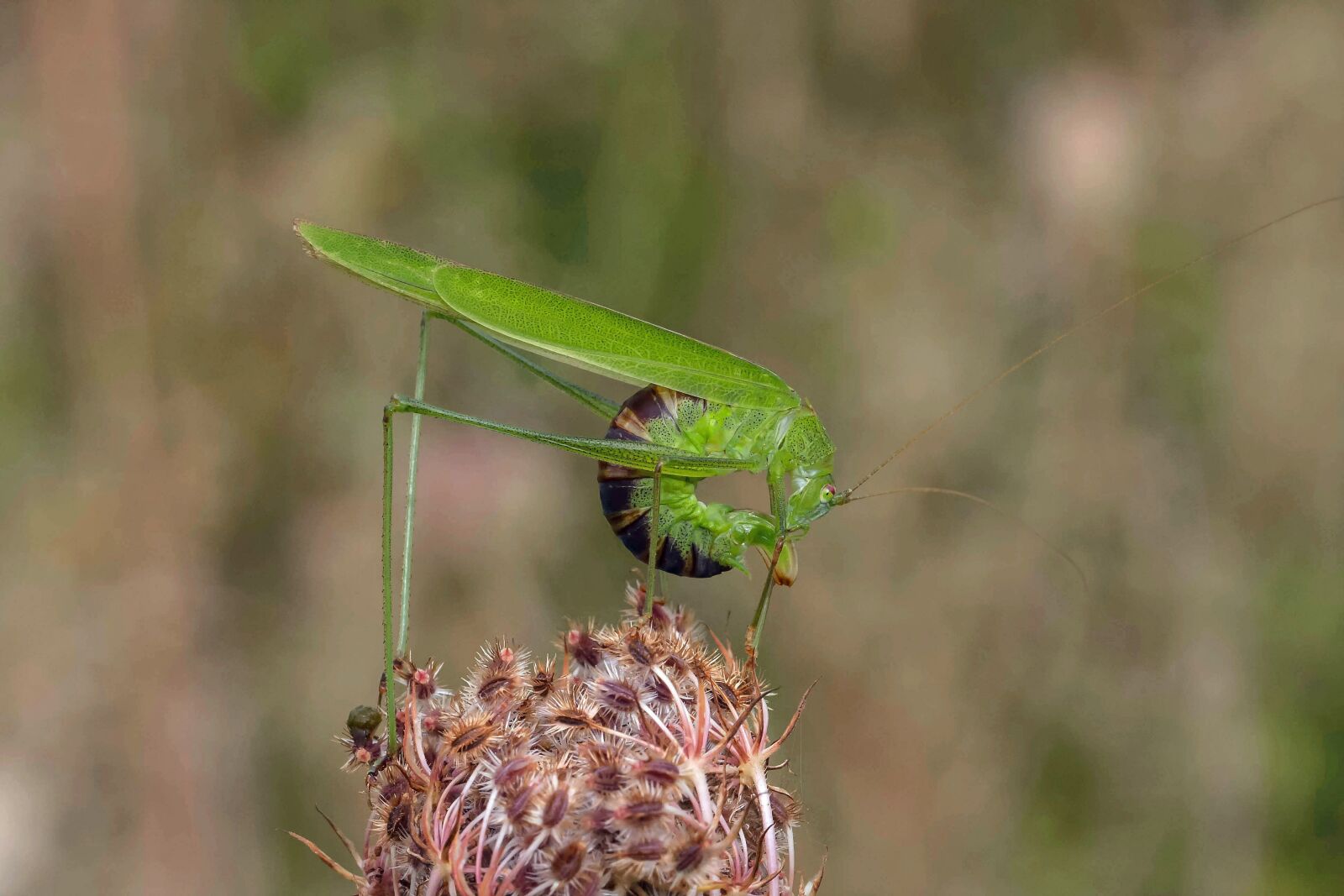Canon EOS 40D sample photo. Nature, animal world, insect photography