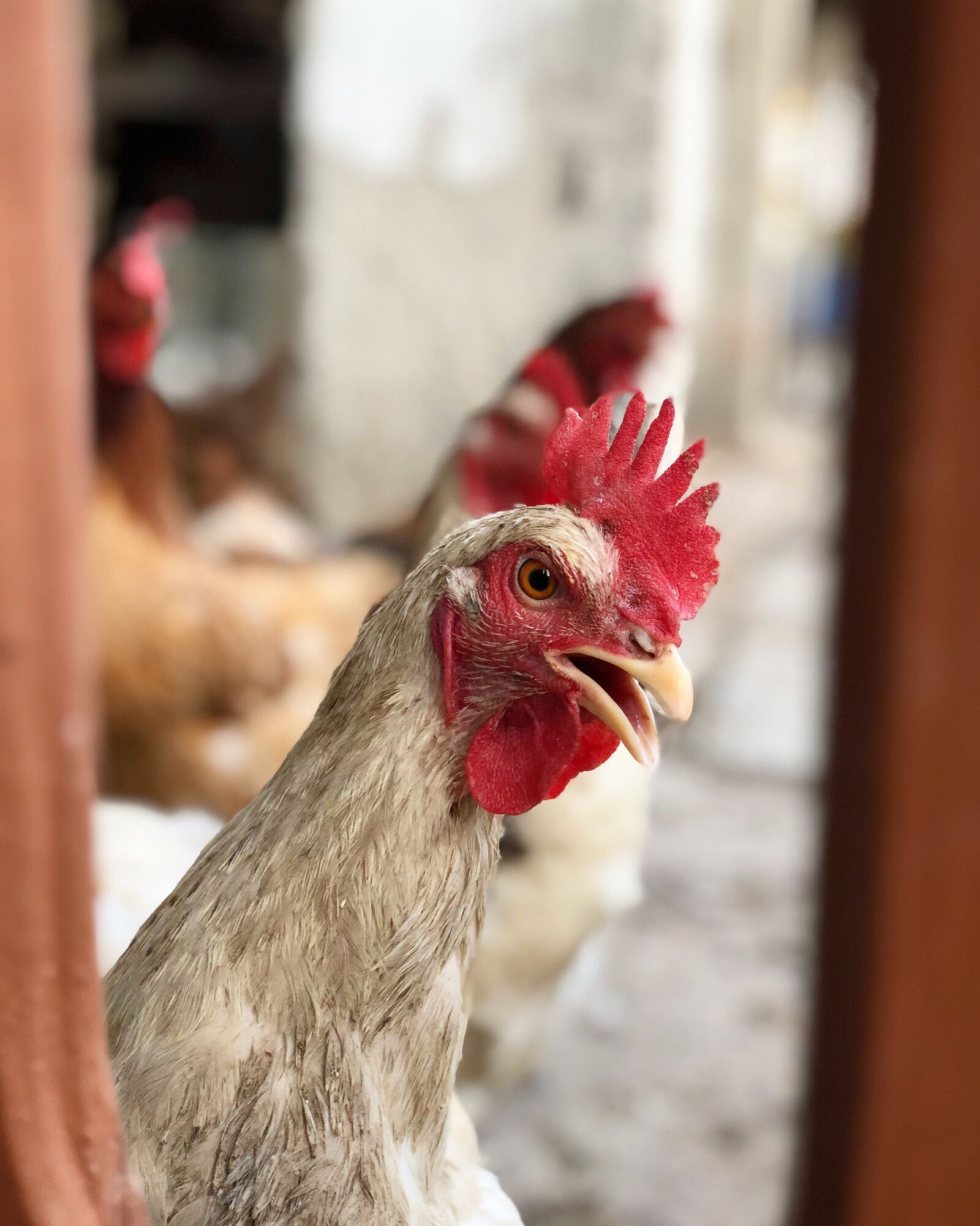 iPhone X back dual camera 6mm f/2.4 sample photo. Hen, bird, poultry photography