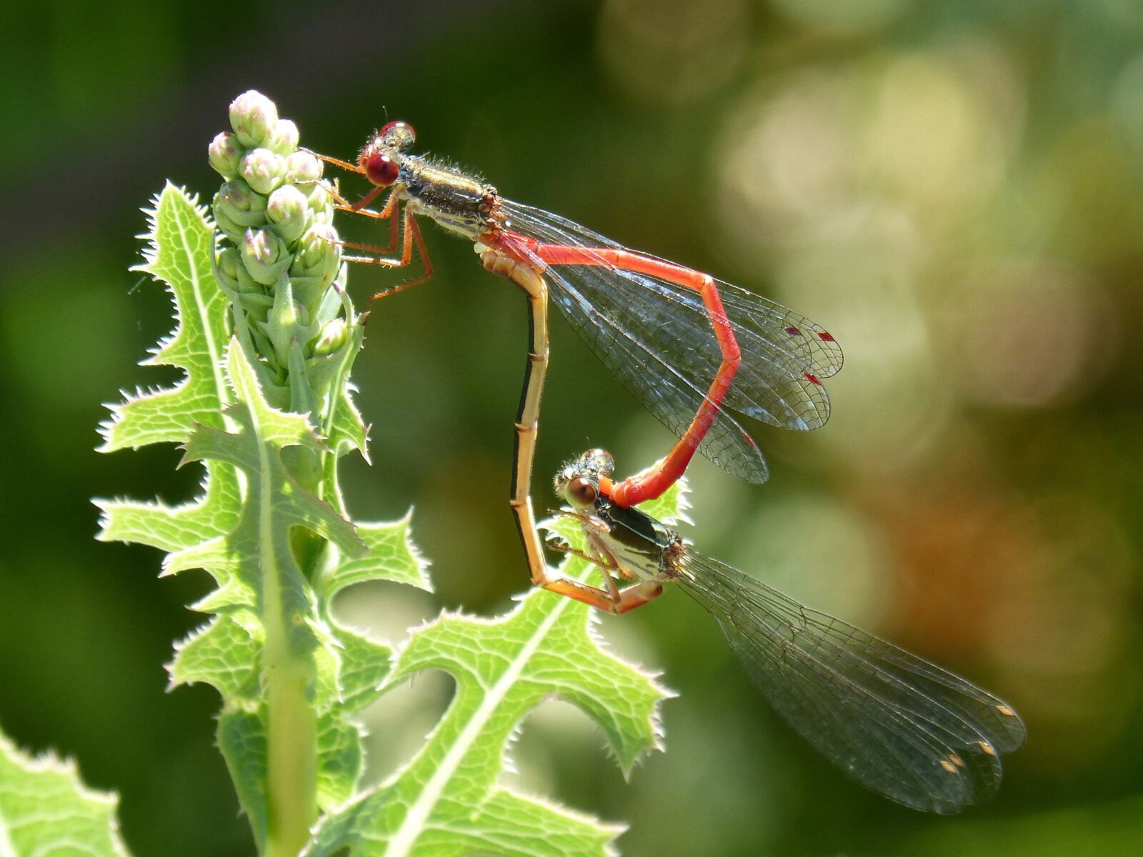 Panasonic DMC-FZ62 sample photo. Dragonfly, damselfly, reproduction photography