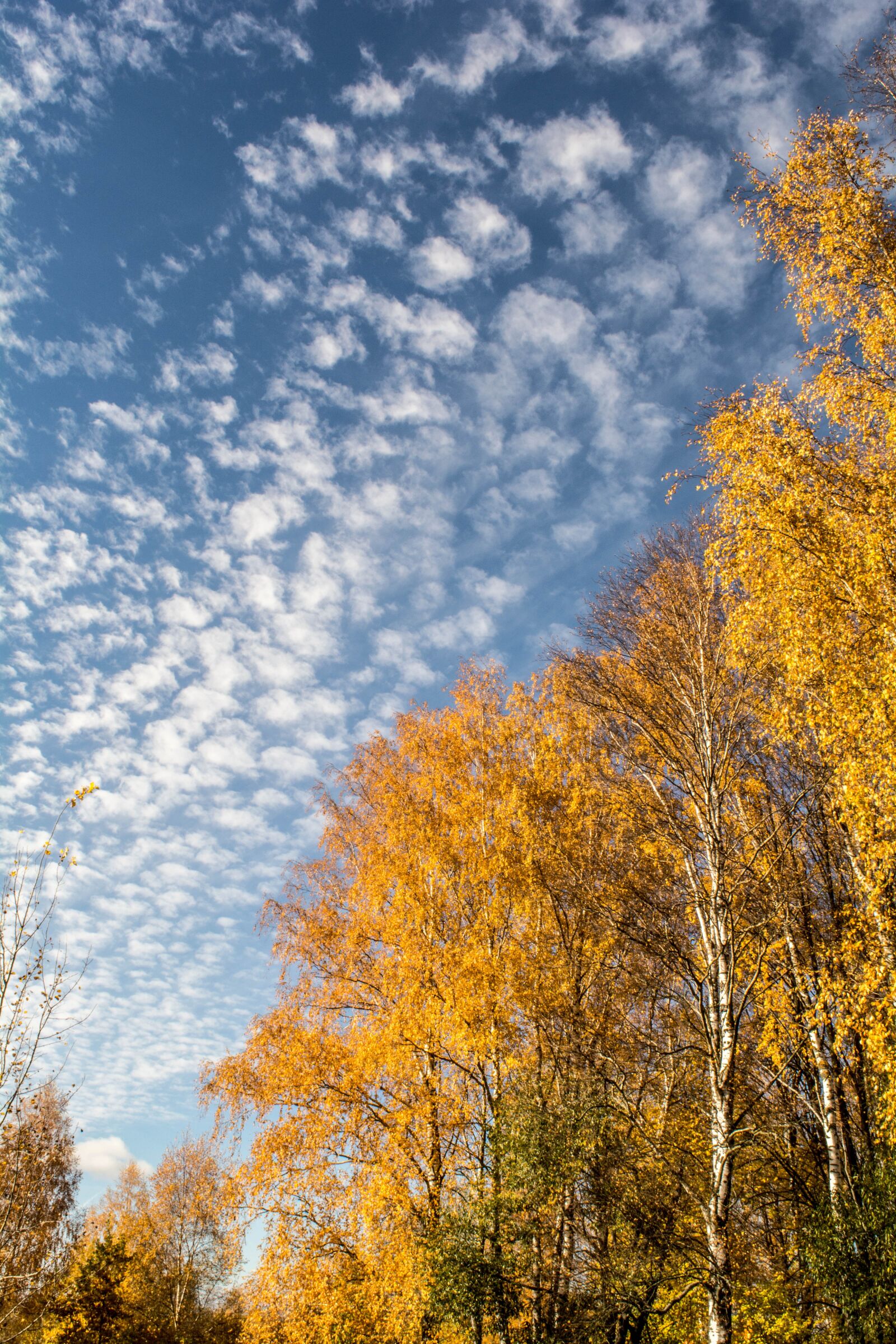 Nikon D5200 sample photo. Autumn, nature, autumn nature photography
