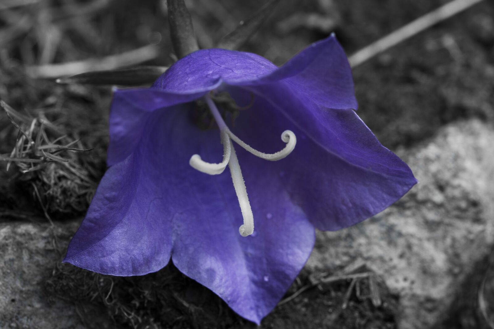 Nikon D7100 sample photo. Flower, flowers, bloom photography