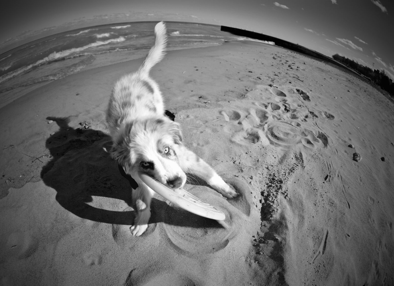 Nikon D810 sample photo. Puppy, dog, cute photography