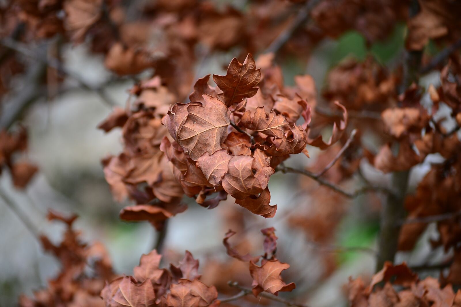 Nikon D3100 sample photo. Leaves, autumn, season photography