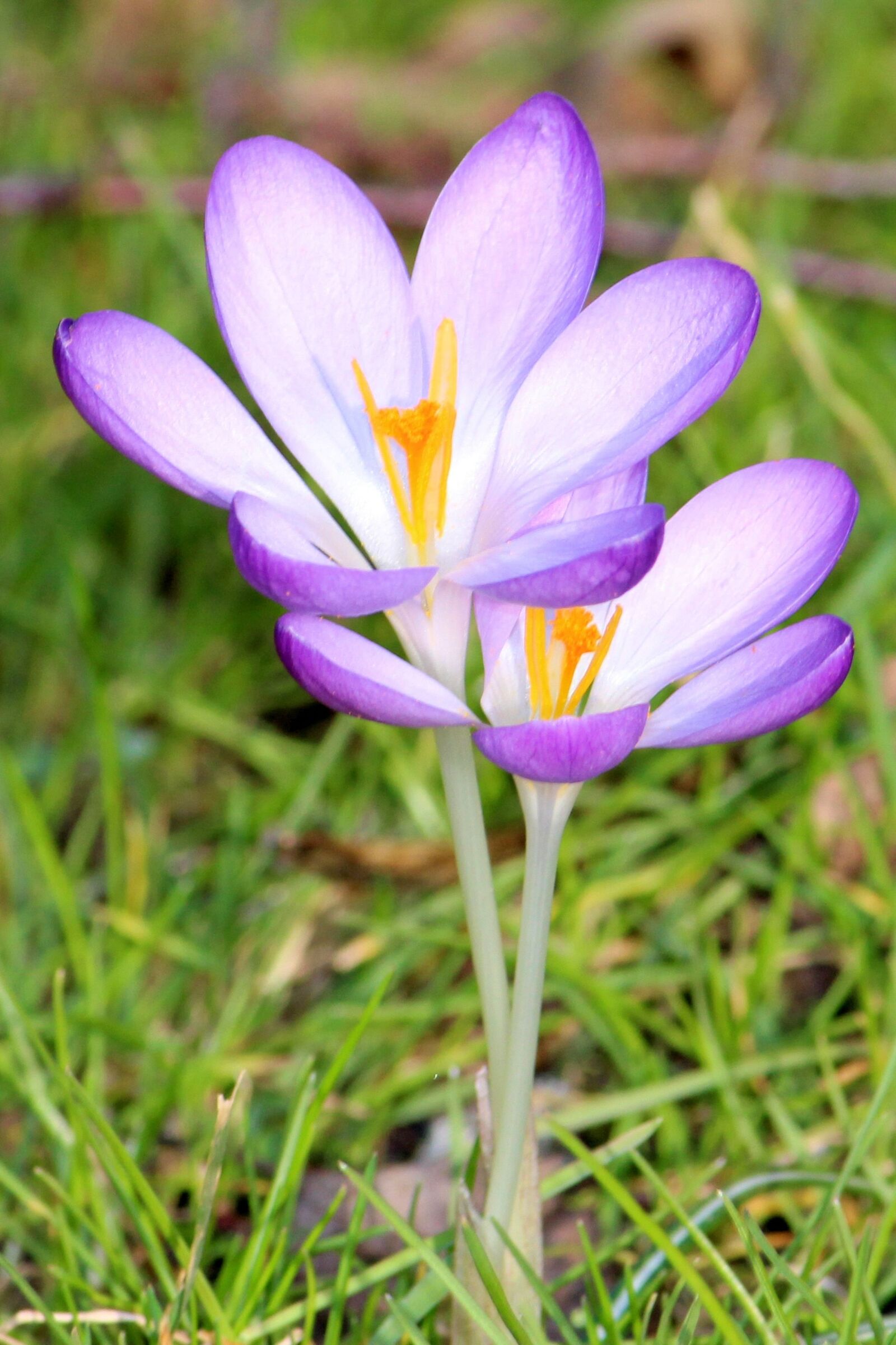 Canon EF-S 55-250mm F4-5.6 IS II sample photo. Crocus, spring meadow, spring photography