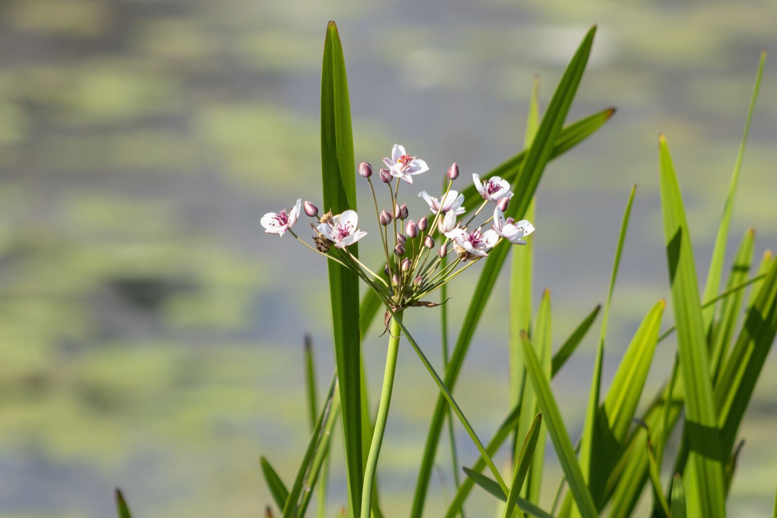 Canon EF75-300mm f/4-5.6 sample photo. Flower, flowers, aquatic plant photography