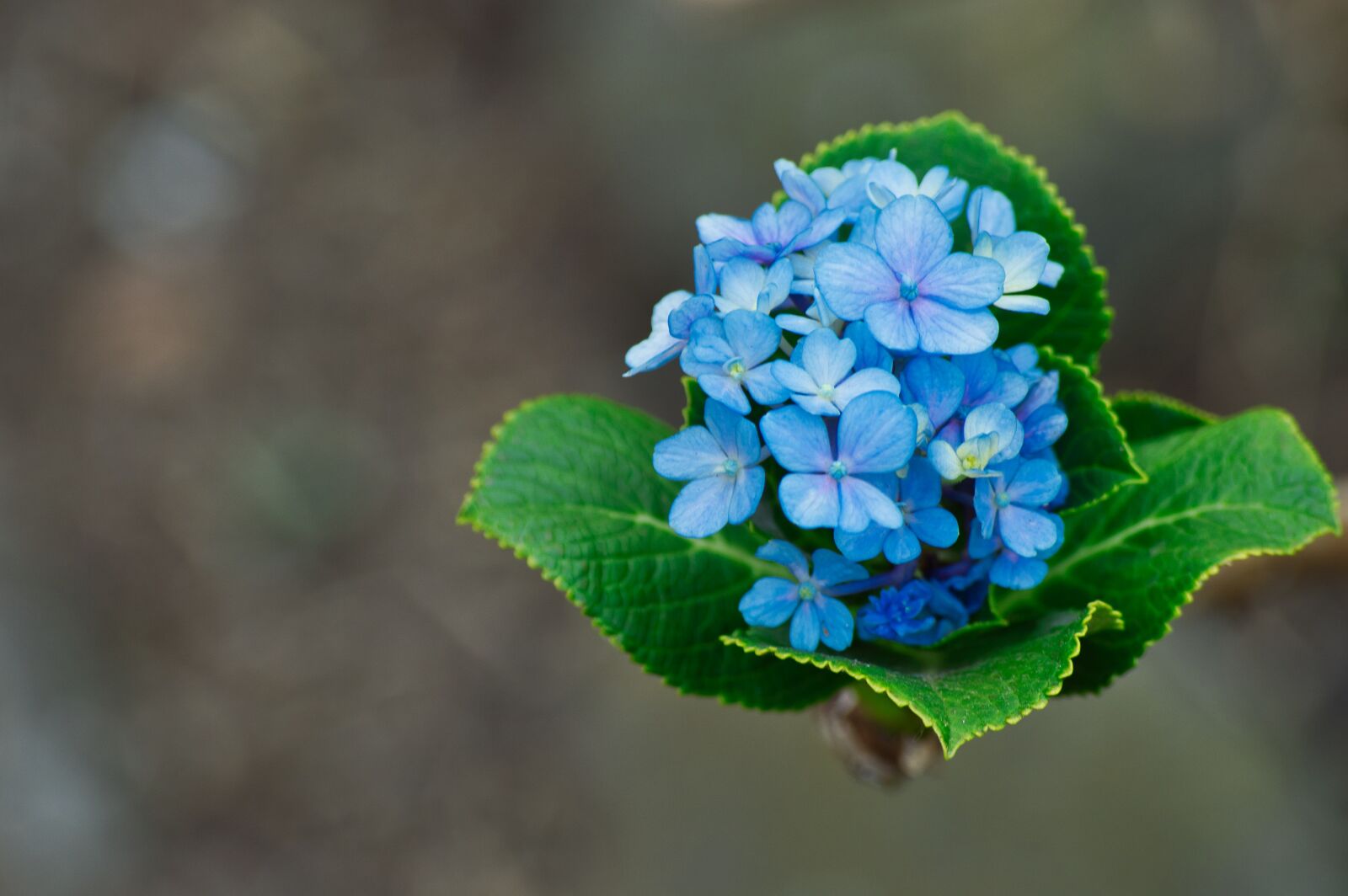 Nikon D3200 sample photo. Costa rica, flowers, hydrangeas photography