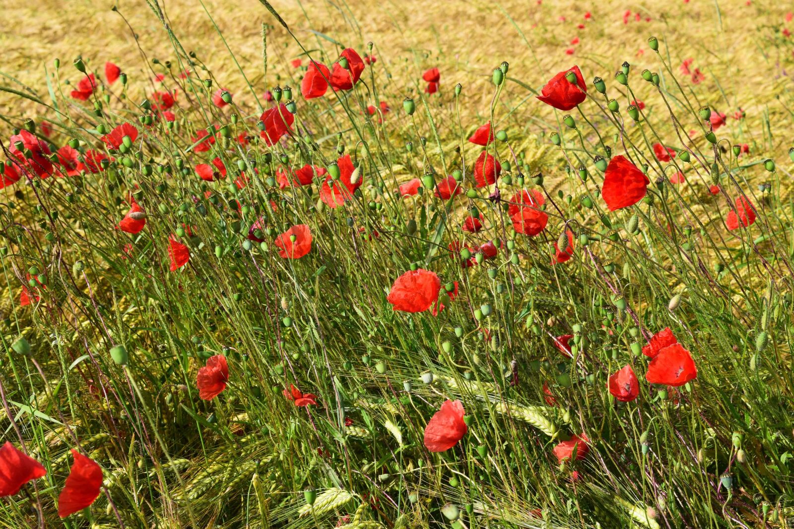 Nikon D3300 sample photo. Nature, flora, wildflower, summer photography
