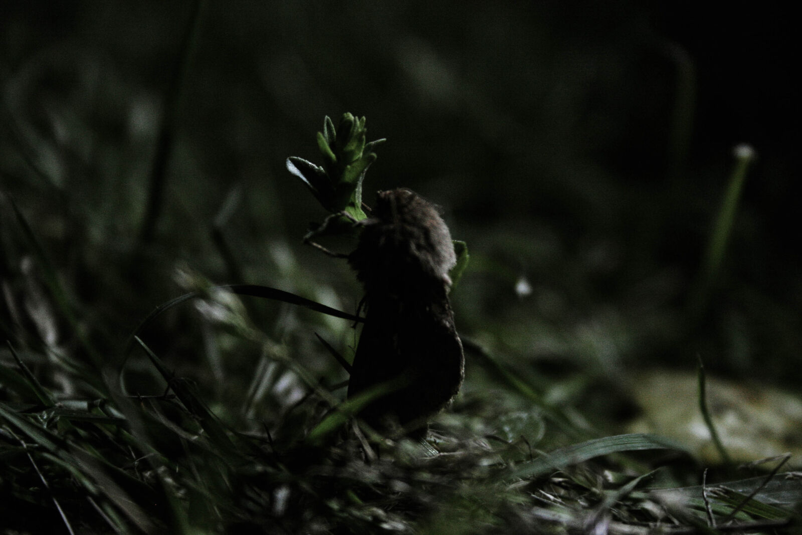 Canon EOS 20D sample photo. Blade, of, grass, dark photography