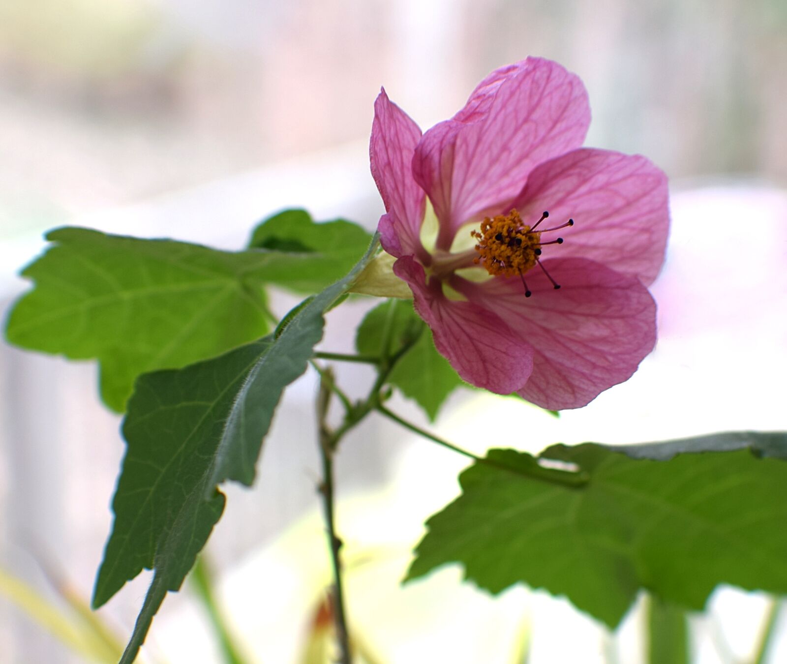 Nikon D3300 sample photo. Flowering maple, container plant photography