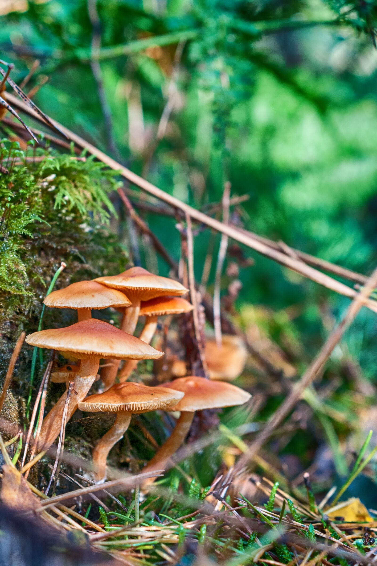 Nikon D300S sample photo. Forest, autumn, mushroom photography