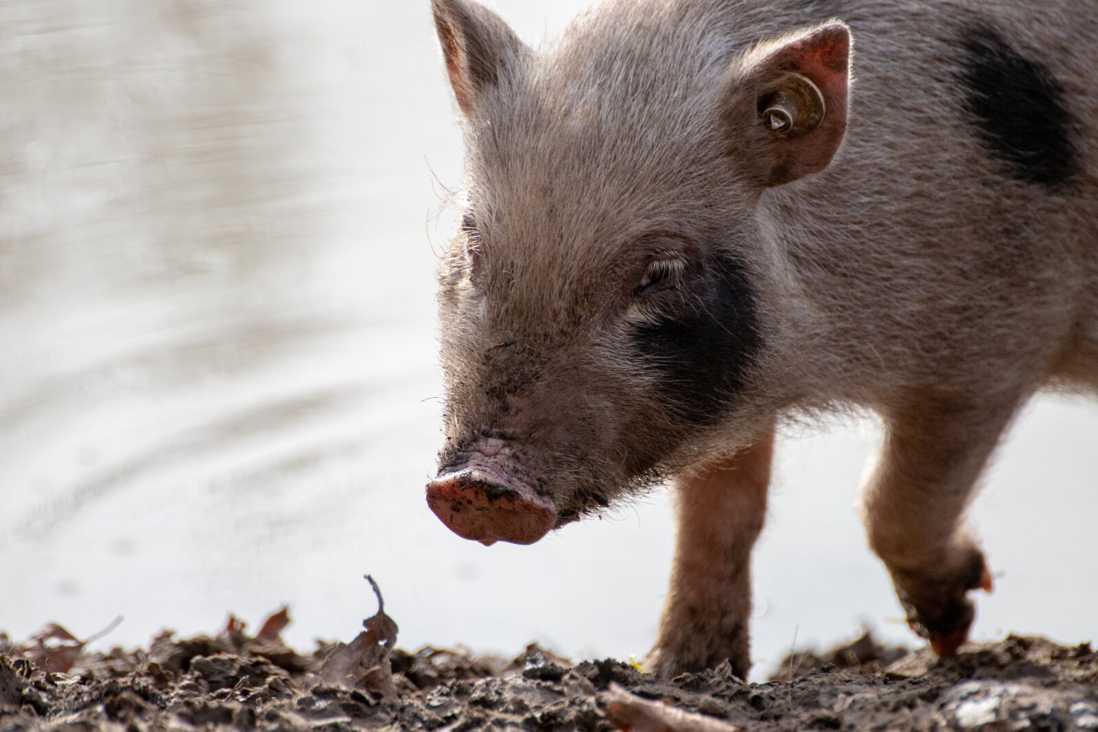 Canon EOS 200D (EOS Rebel SL2 / EOS Kiss X9) sample photo. Pig, small, piglet photography