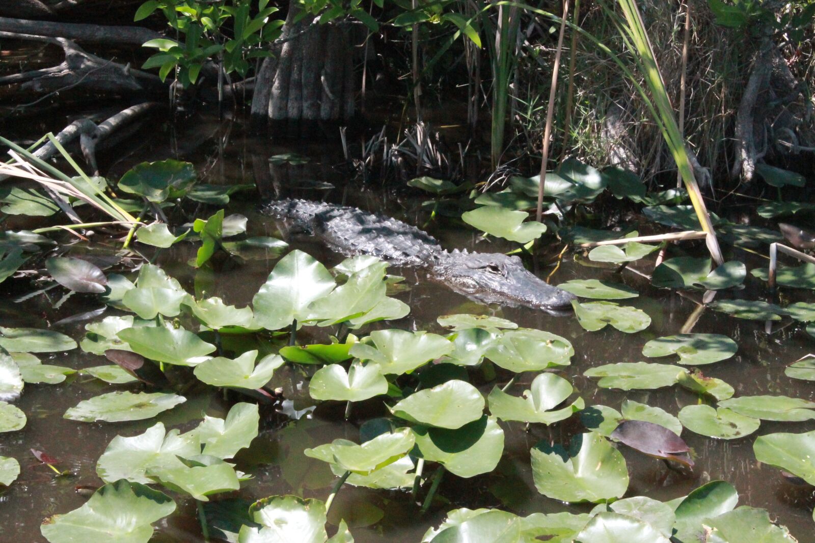 Canon EOS 1100D (EOS Rebel T3 / EOS Kiss X50) sample photo. Cocodrile, miami, miccosukee photography