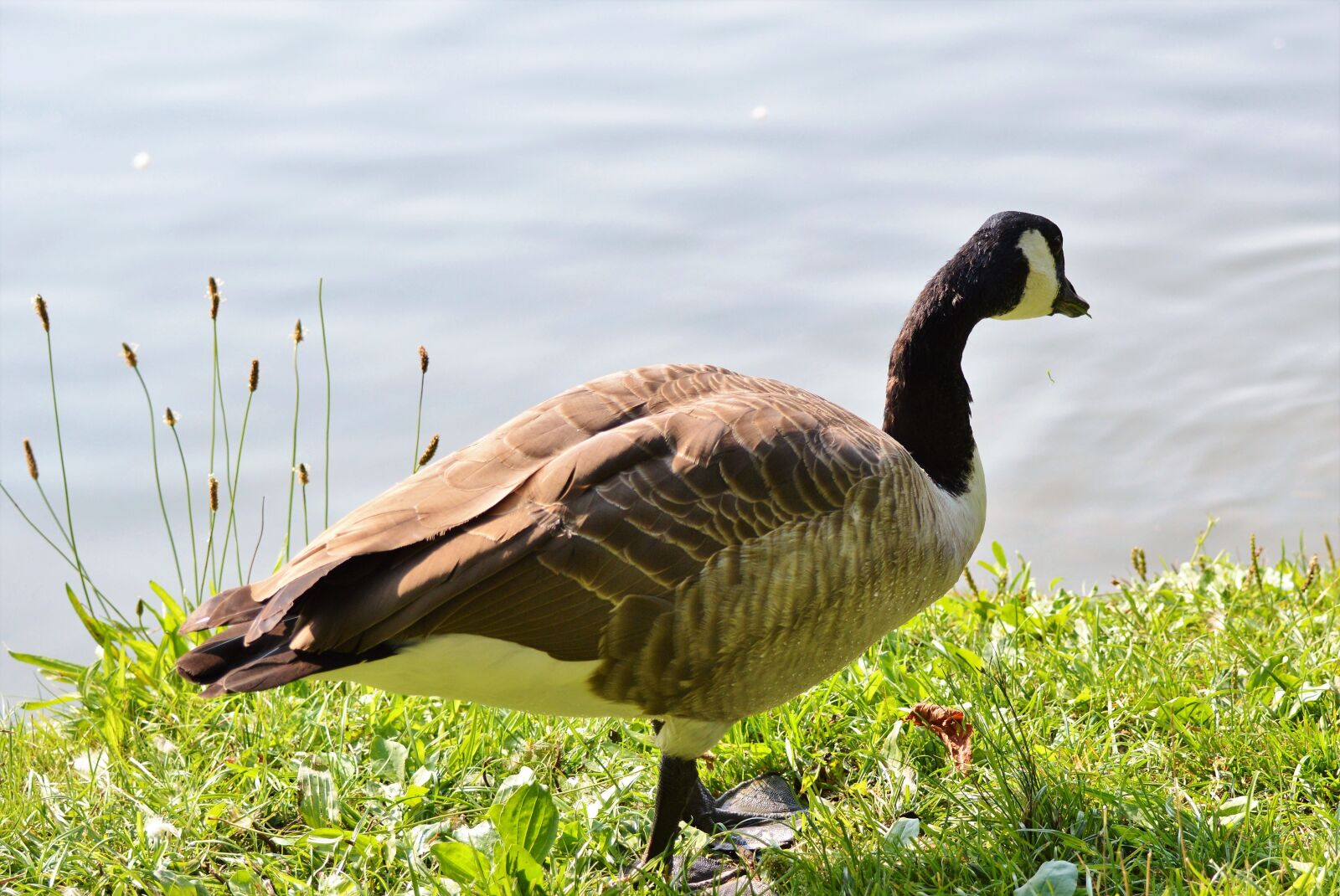 Nikon D3200 sample photo. Wild goose, goose, water photography