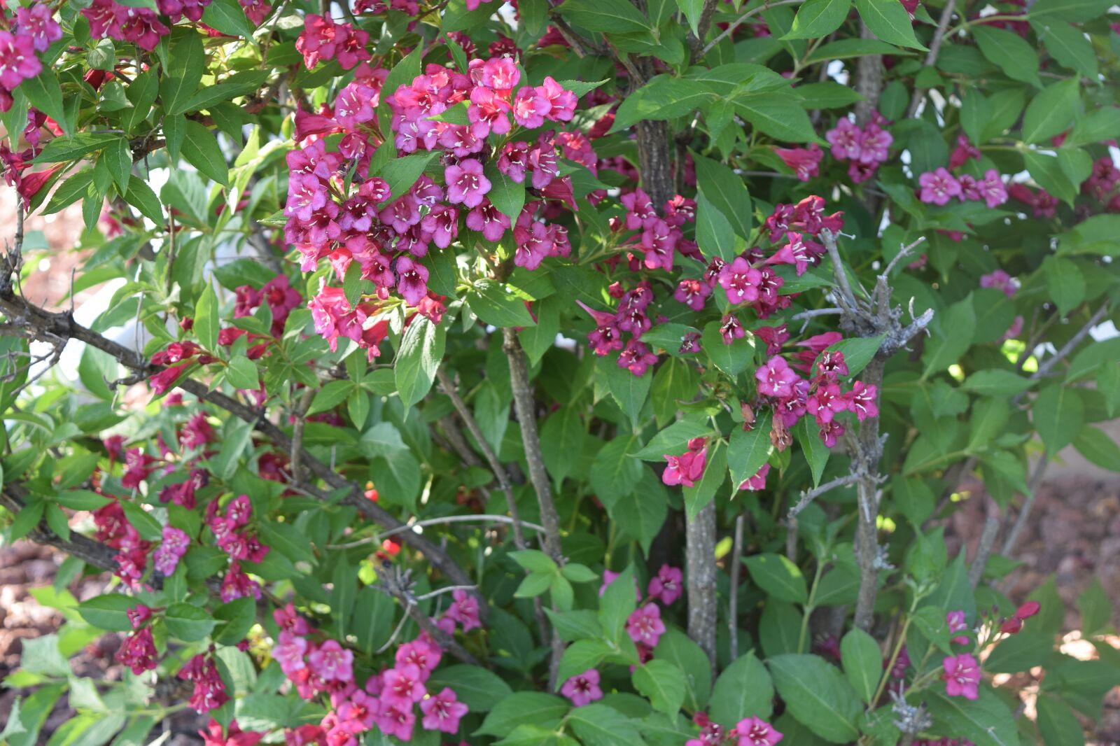 Nikon D5300 sample photo. Pink, flowers, spring photography