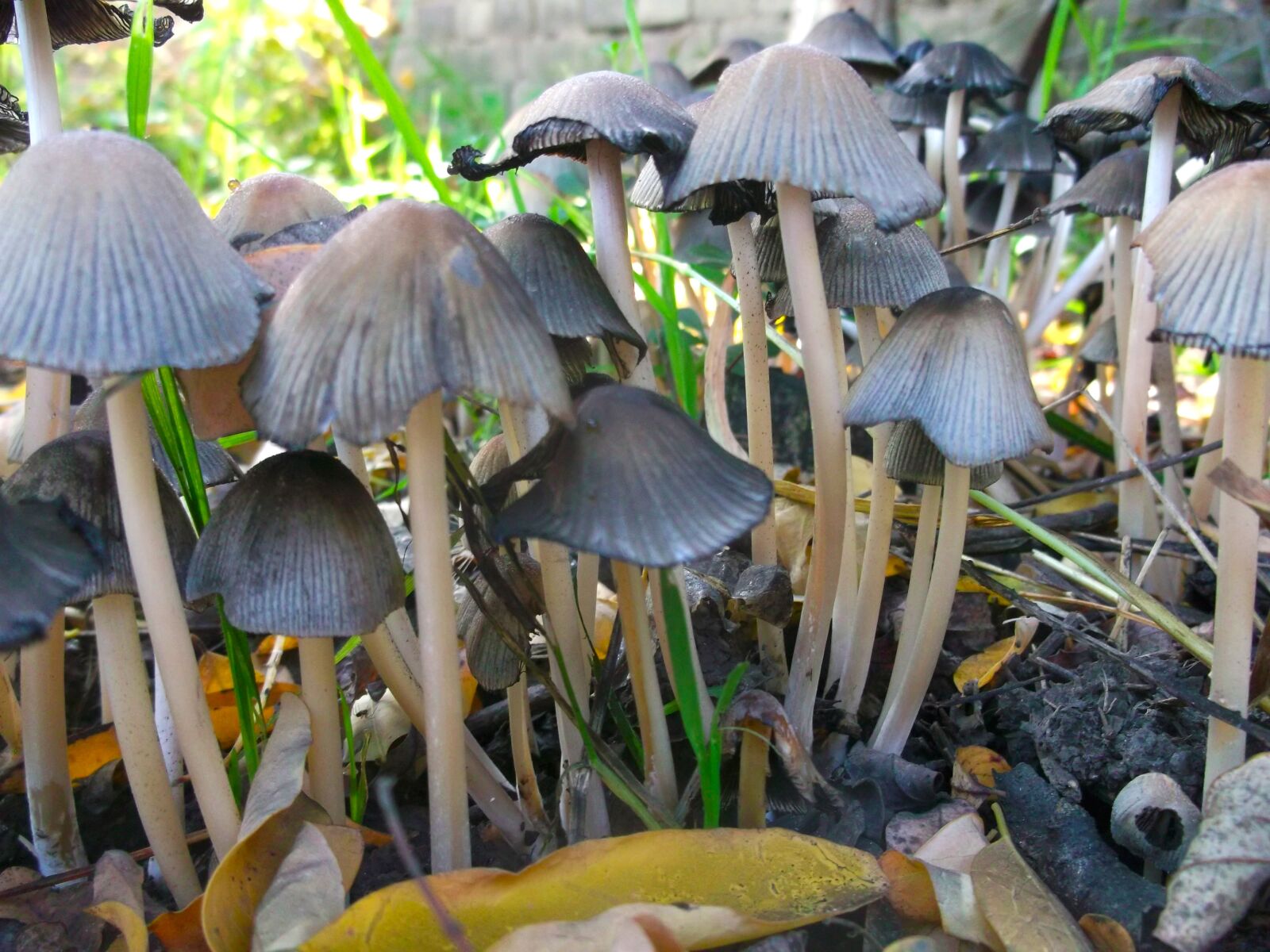 Fujifilm FinePix AX300 sample photo. Mushrooms, wild, nature photography