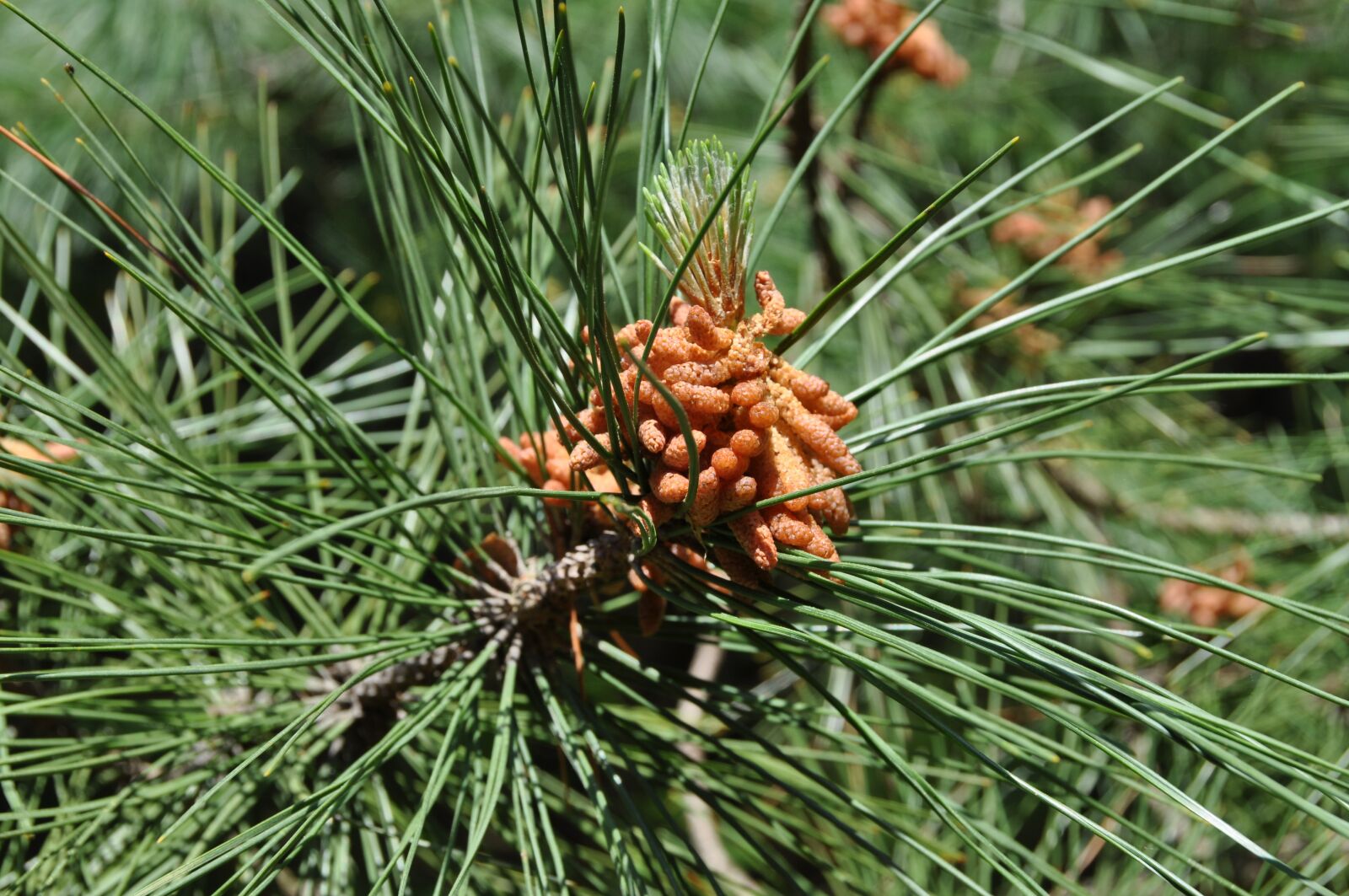Nikon D5000 sample photo. Nature, pinecone, pine photography