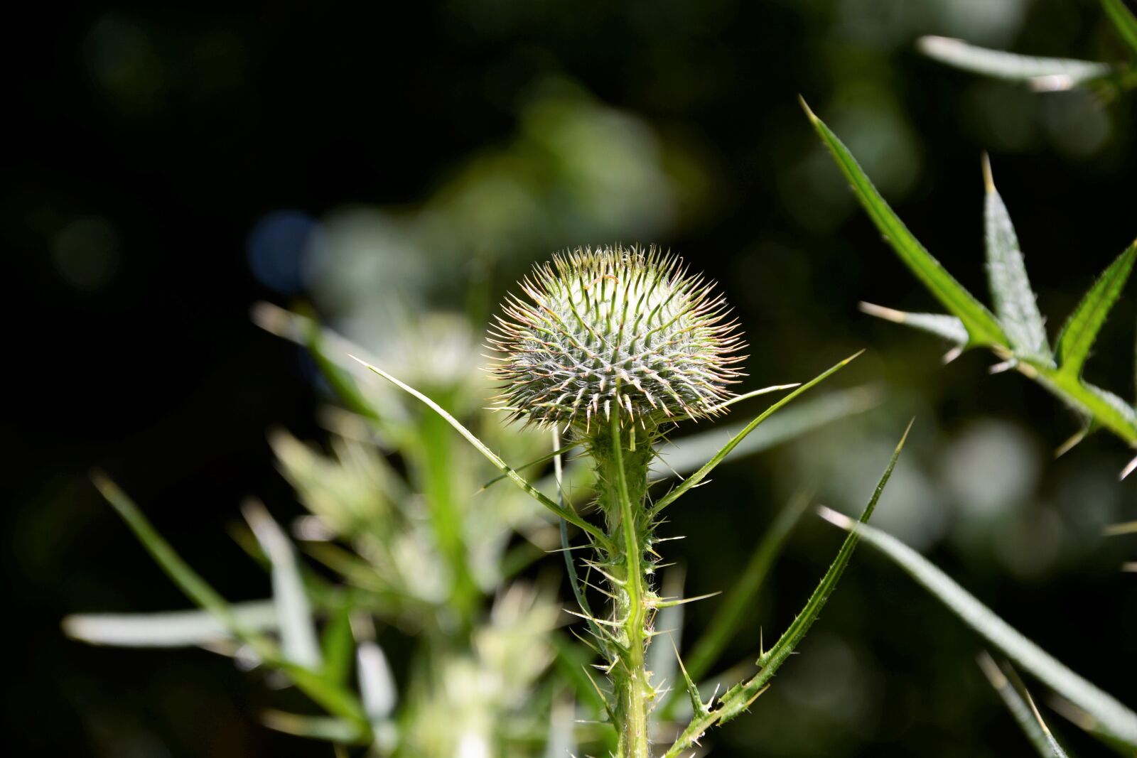 Nikon D7100 sample photo. Sticker bush, thorn bush photography
