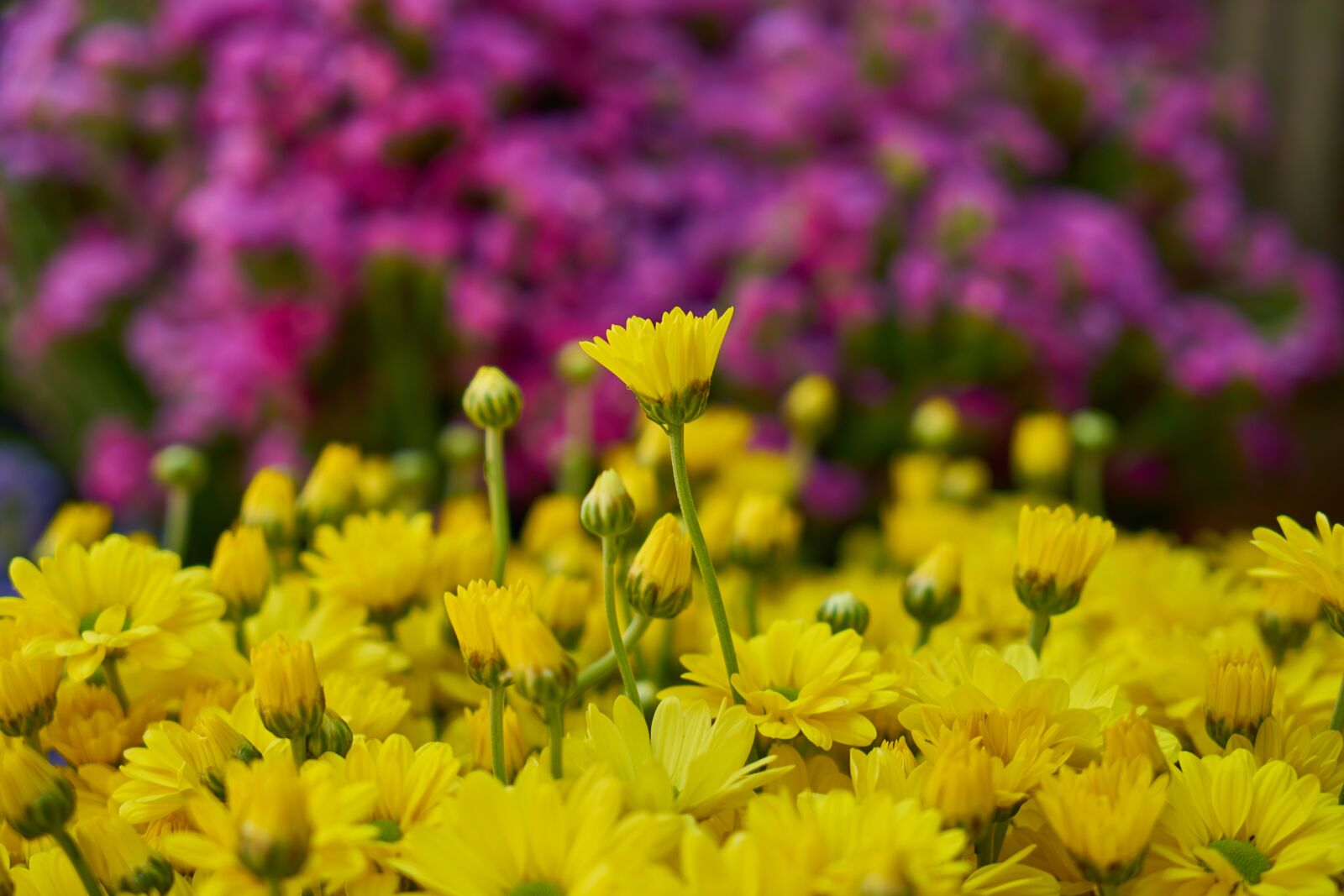 Sony a7R II sample photo. Flowers, yellow, plant photography